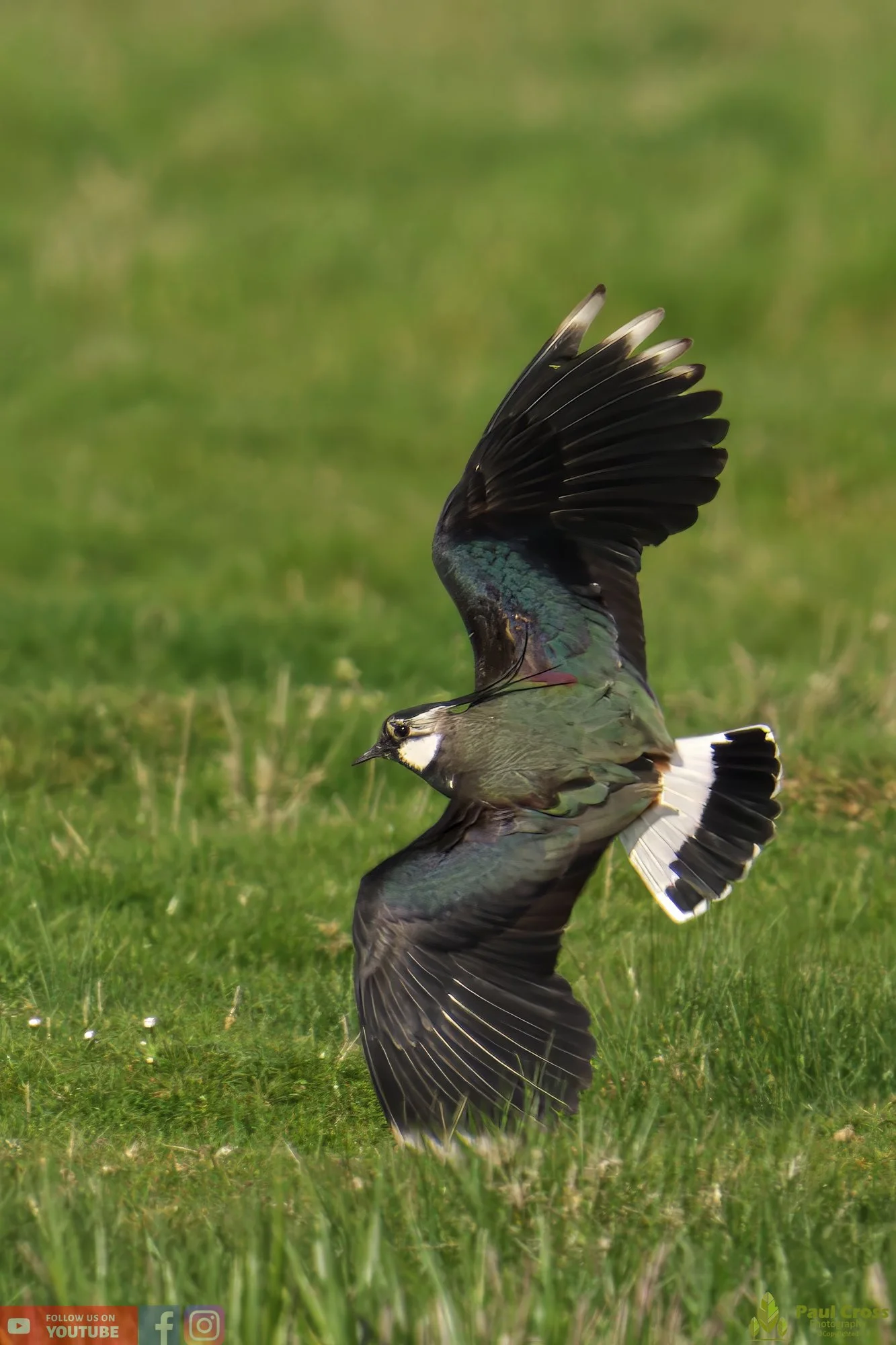 Northern lapwing-00112.jpg