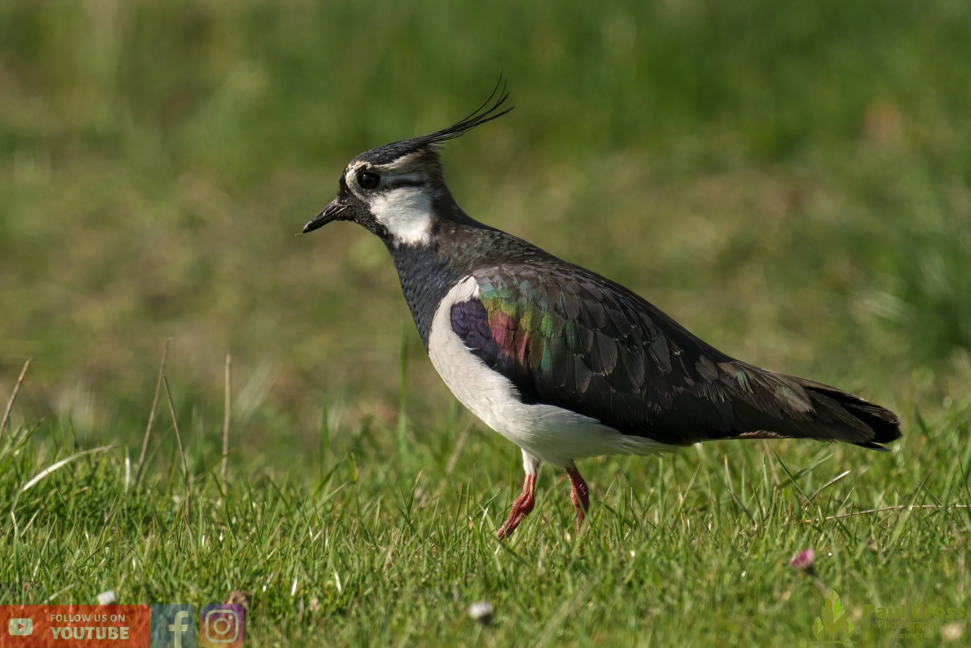 Northern lapwing-00114.jpg