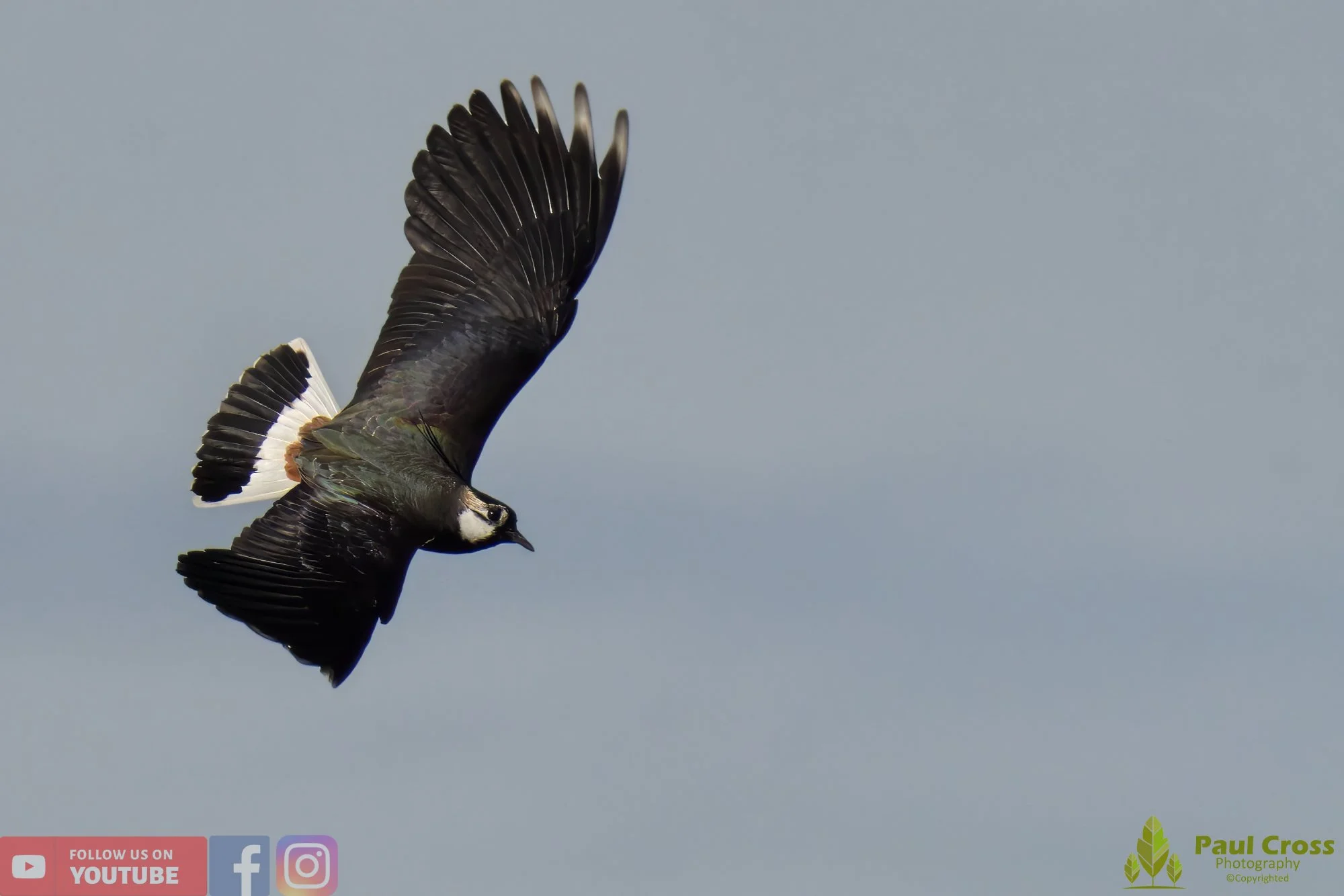 Northern lapwing-00116.jpg