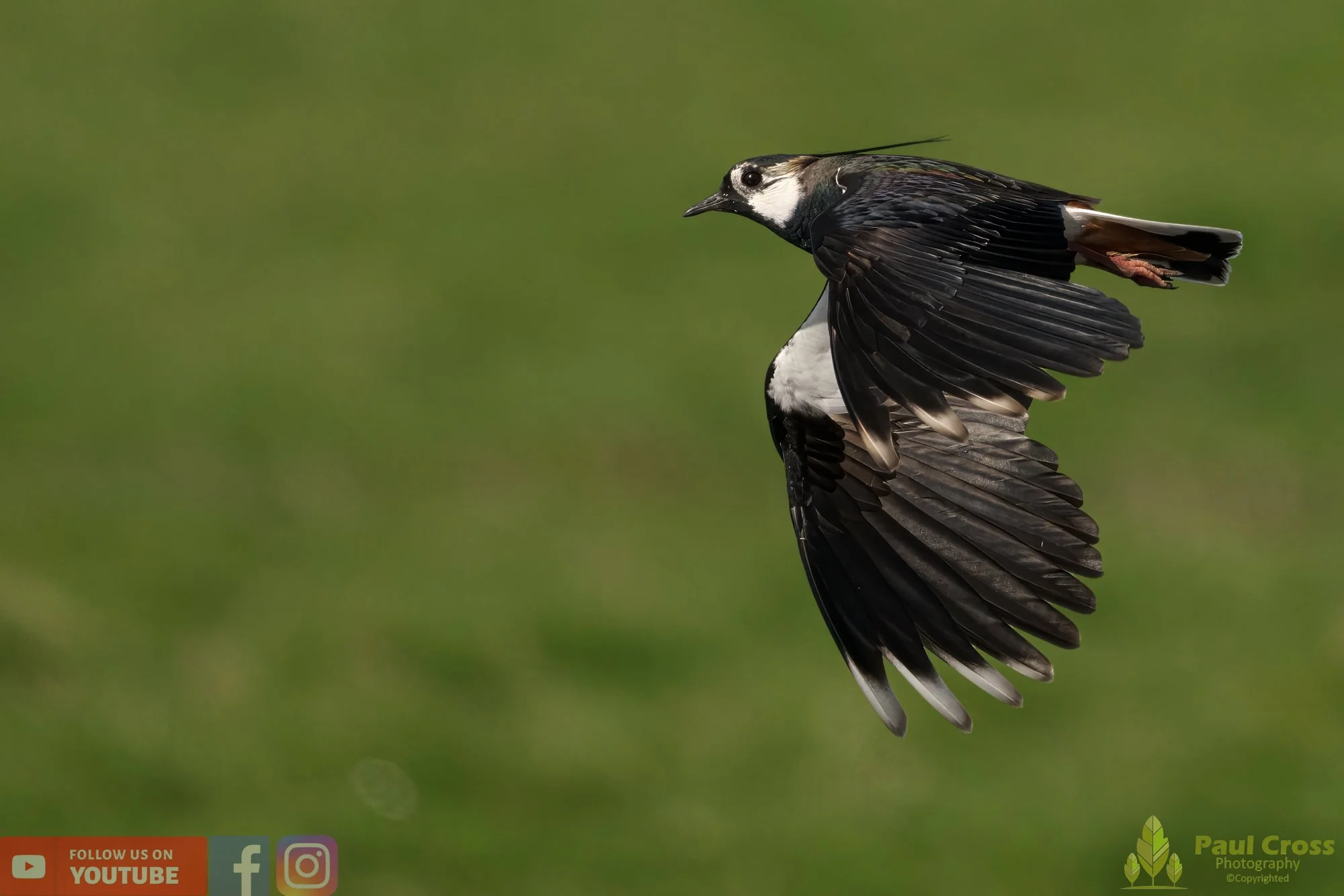 Northern lapwing-00117.jpg