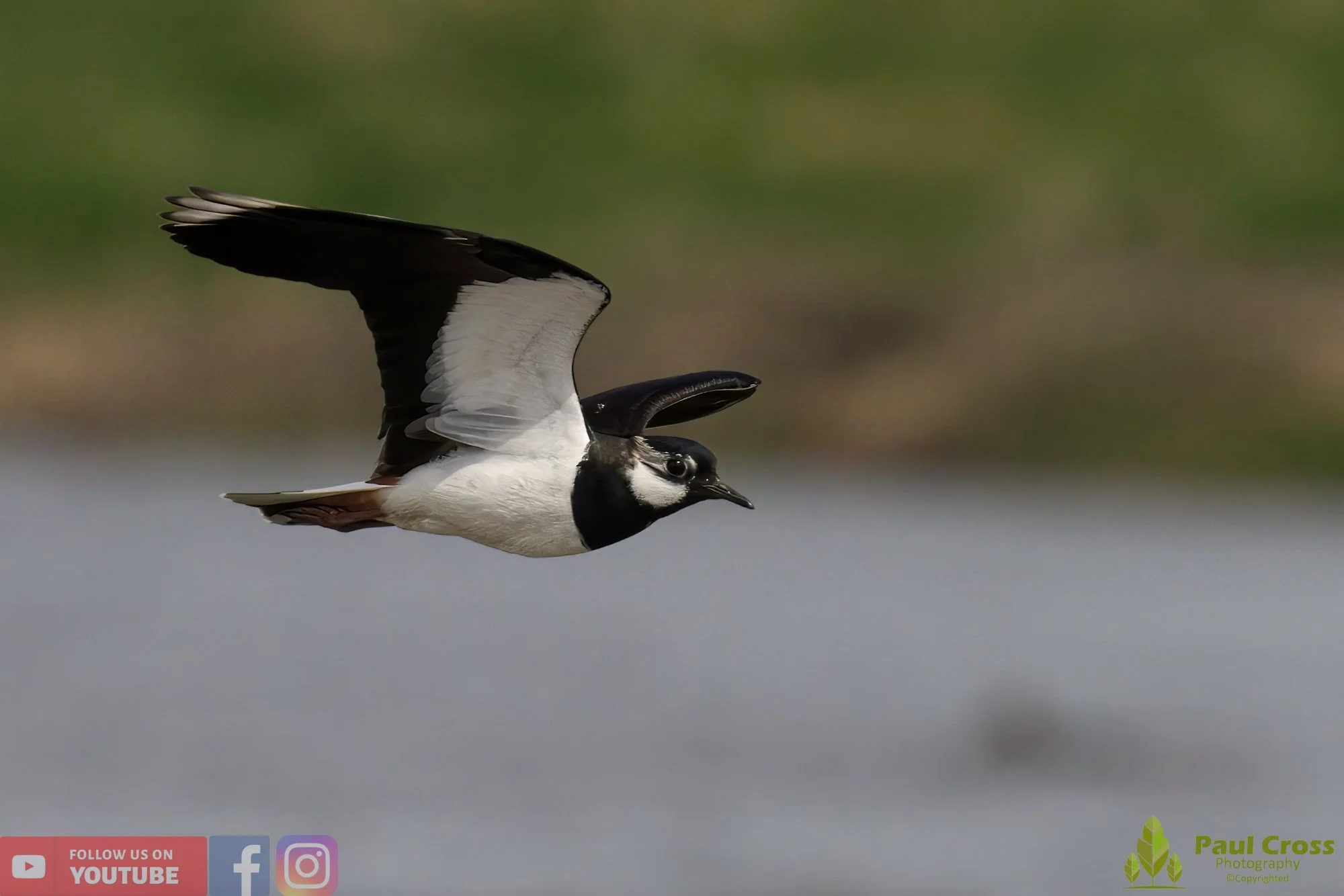 Northern lapwing-00120.jpg
