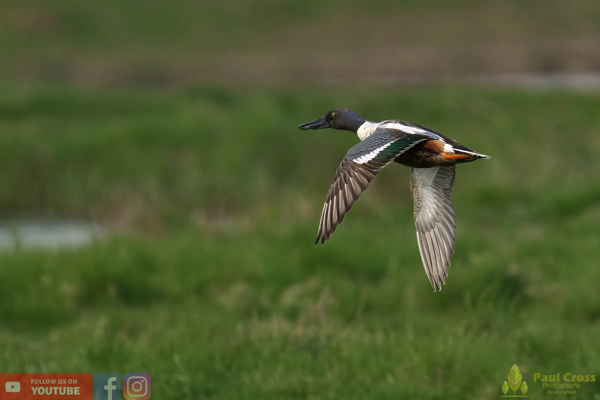 Northern Shoveler-00093.jpg