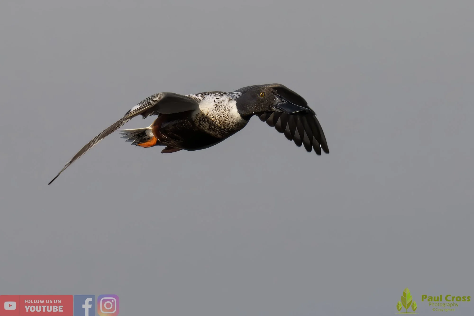 Northern Shoveler-00096.jpg