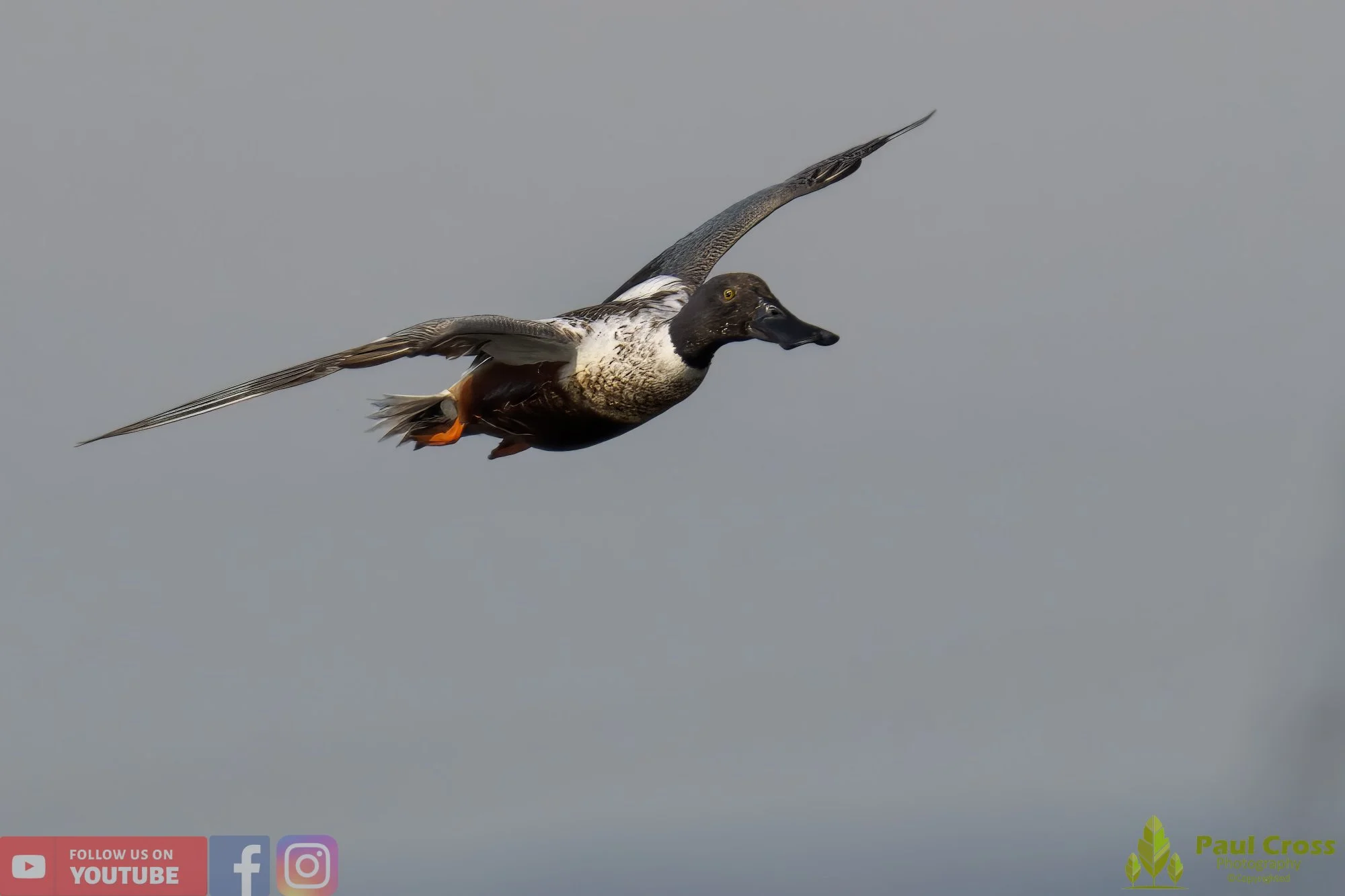 Northern Shoveler-00097.jpg
