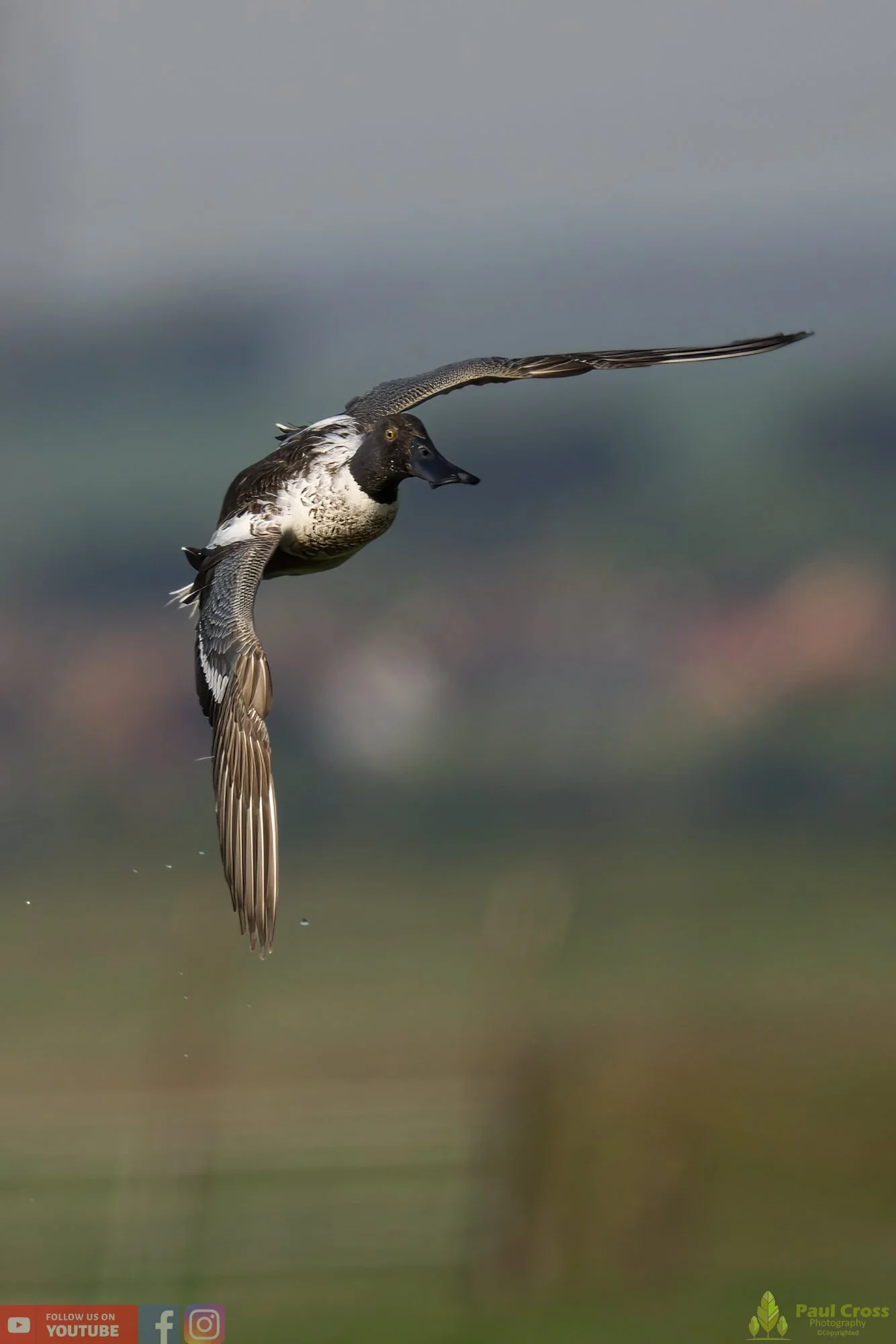 Northern Shoveler-00098.jpg