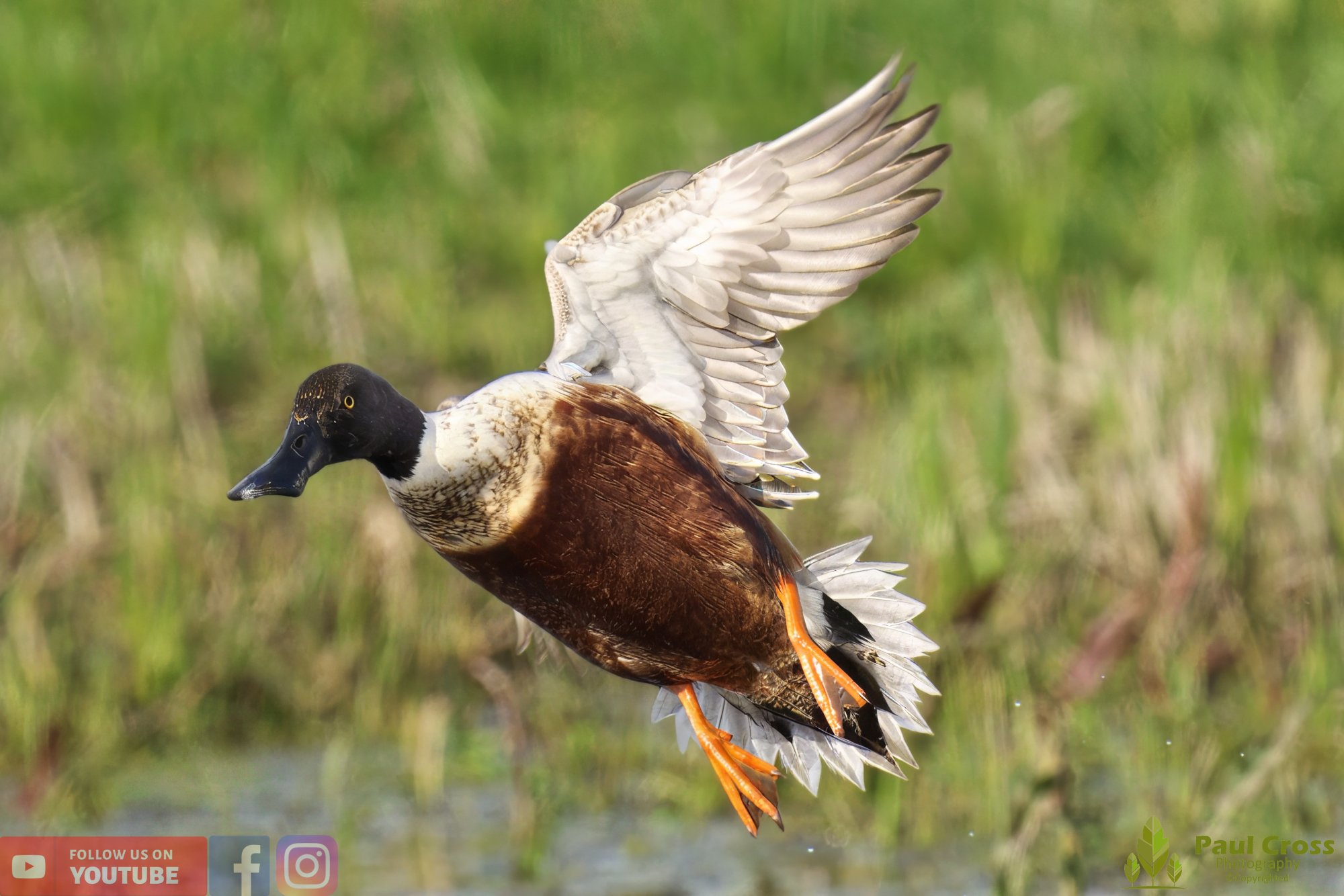 Northern Shoveler-00100.jpg