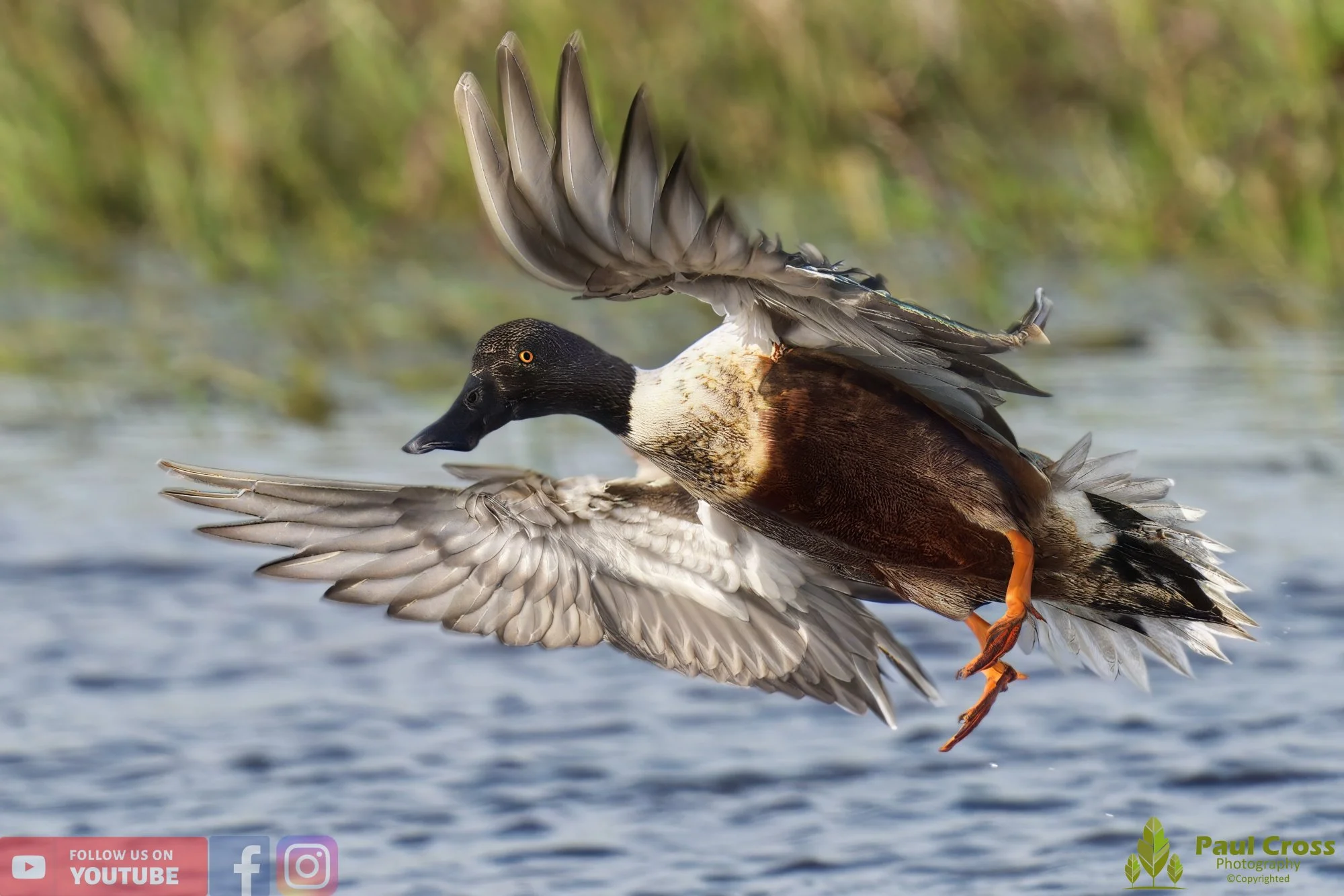 Northern Shoveler-00101.jpg