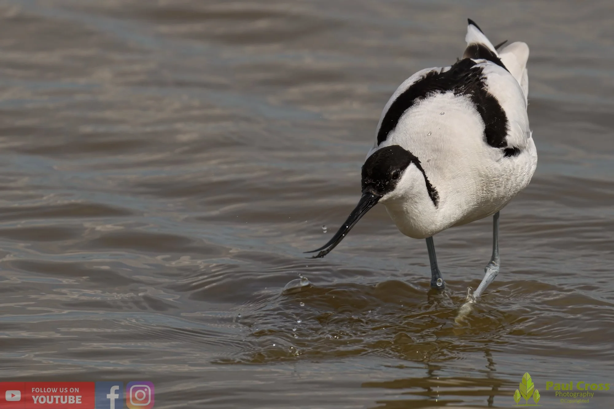 Pied Avocet-00184.jpg