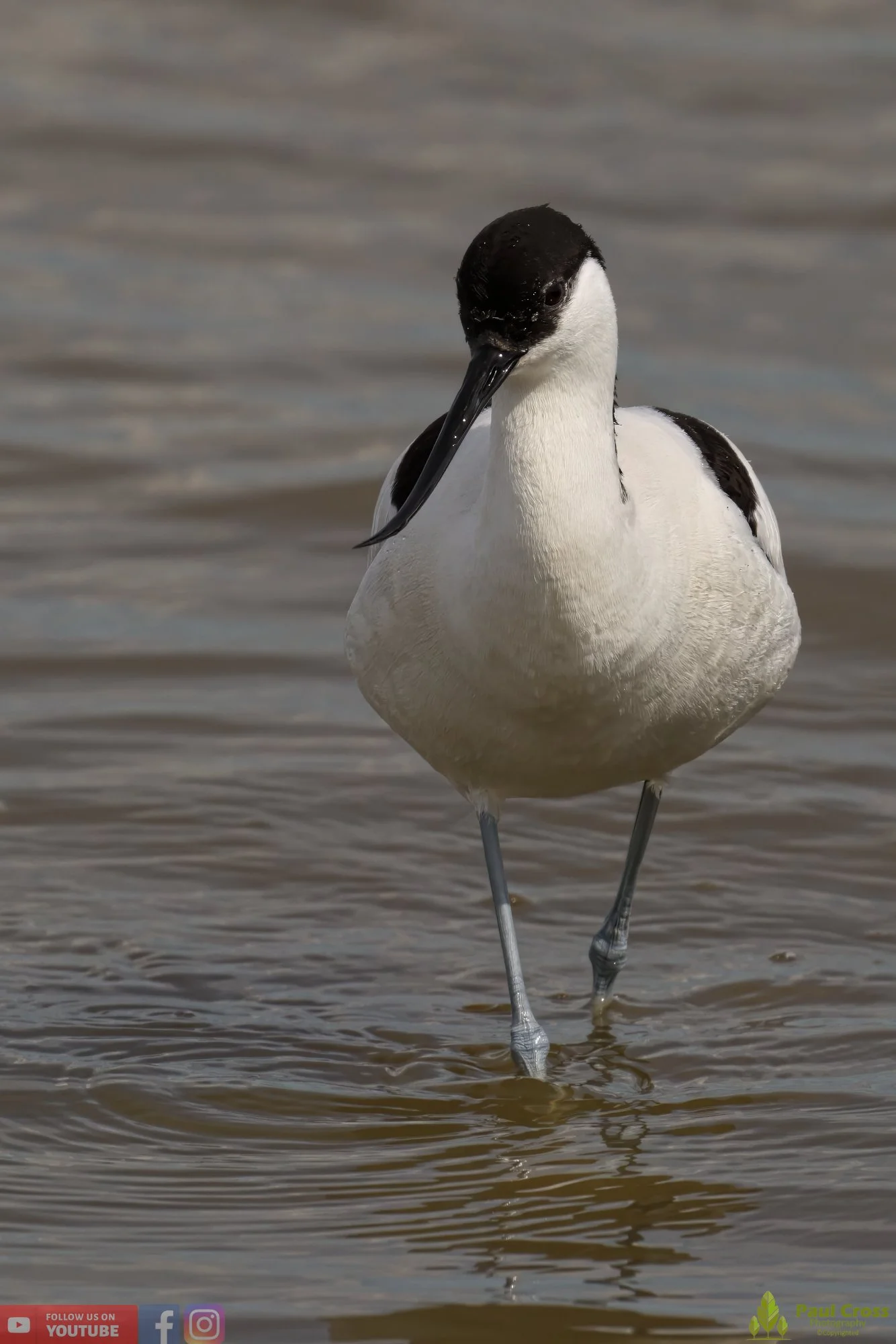 Pied Avocet-00185.jpg