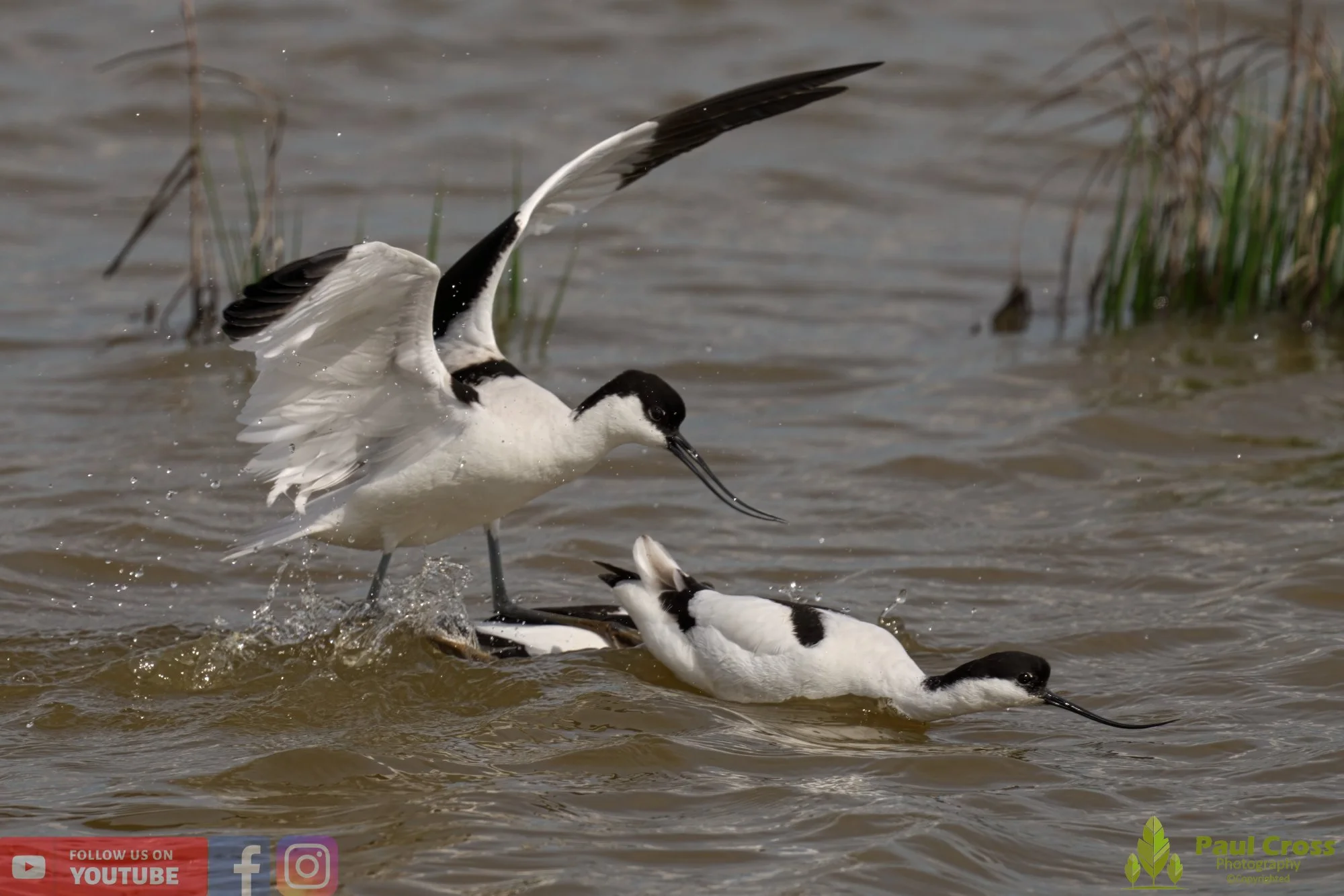 Pied Avocet-00186.jpg