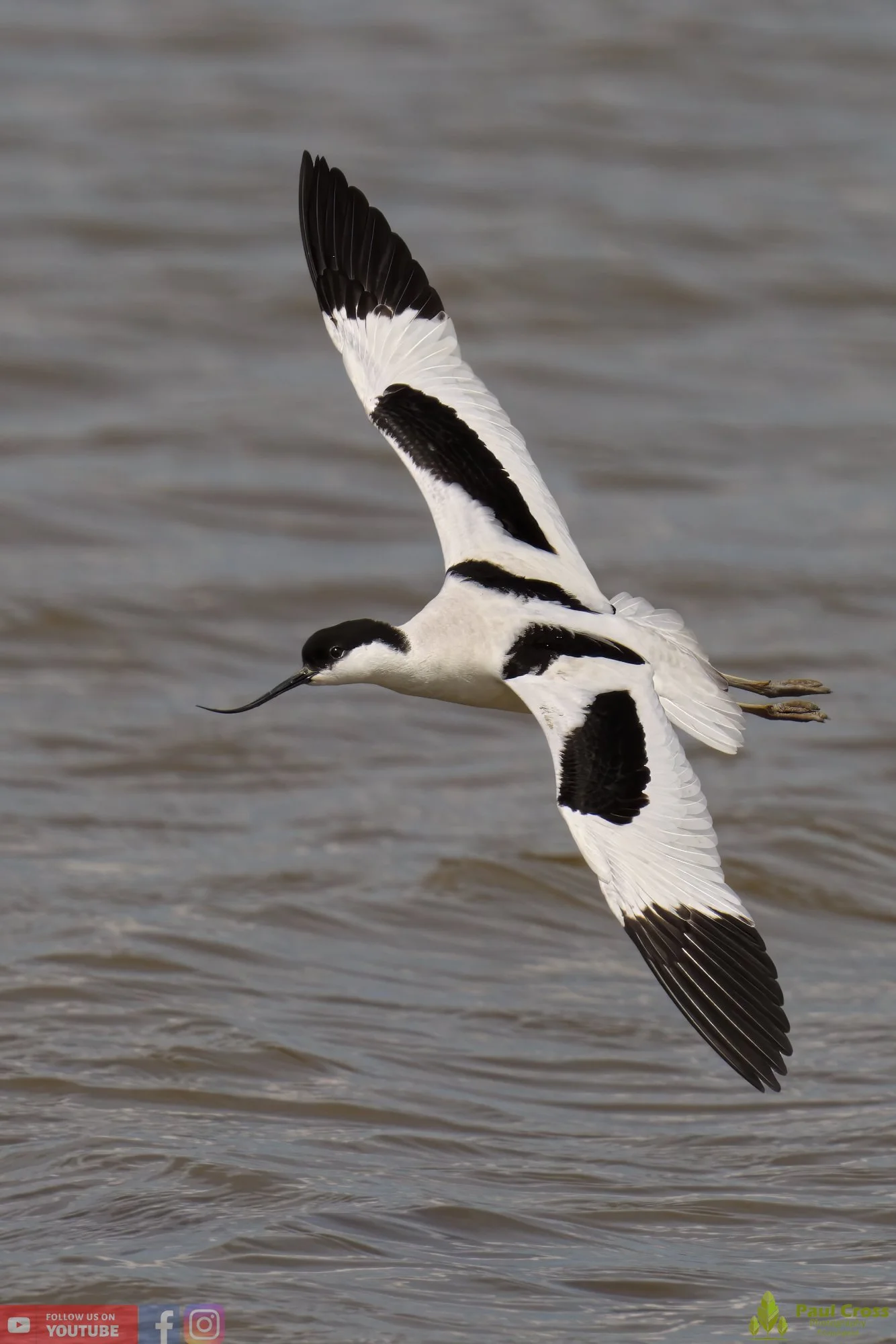 Pied Avocet-00187.jpg