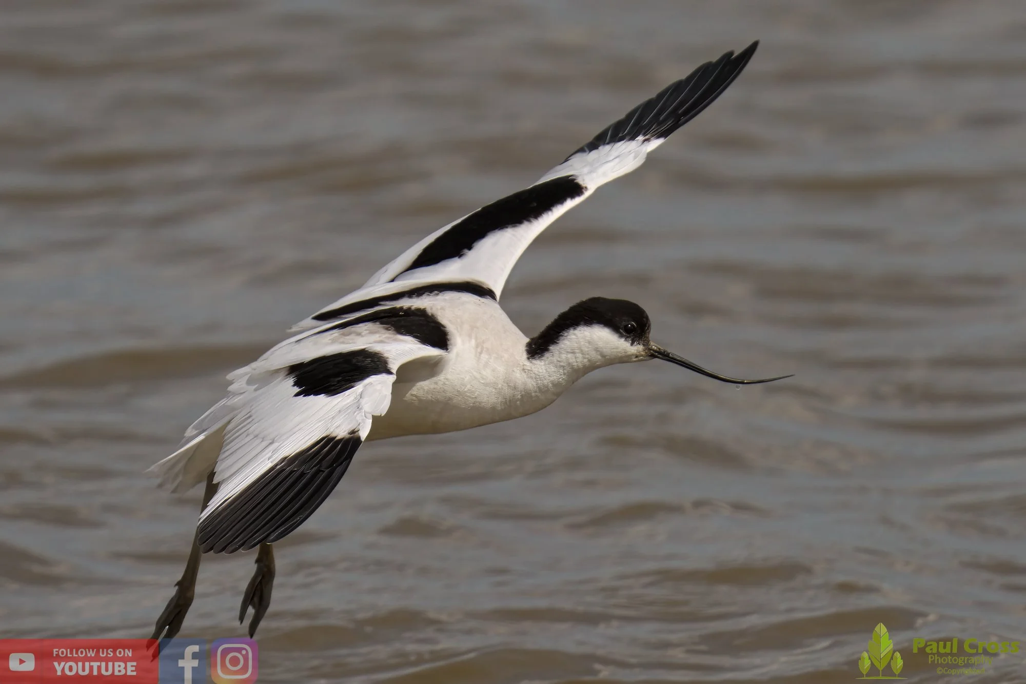 Pied Avocet-00188.jpg