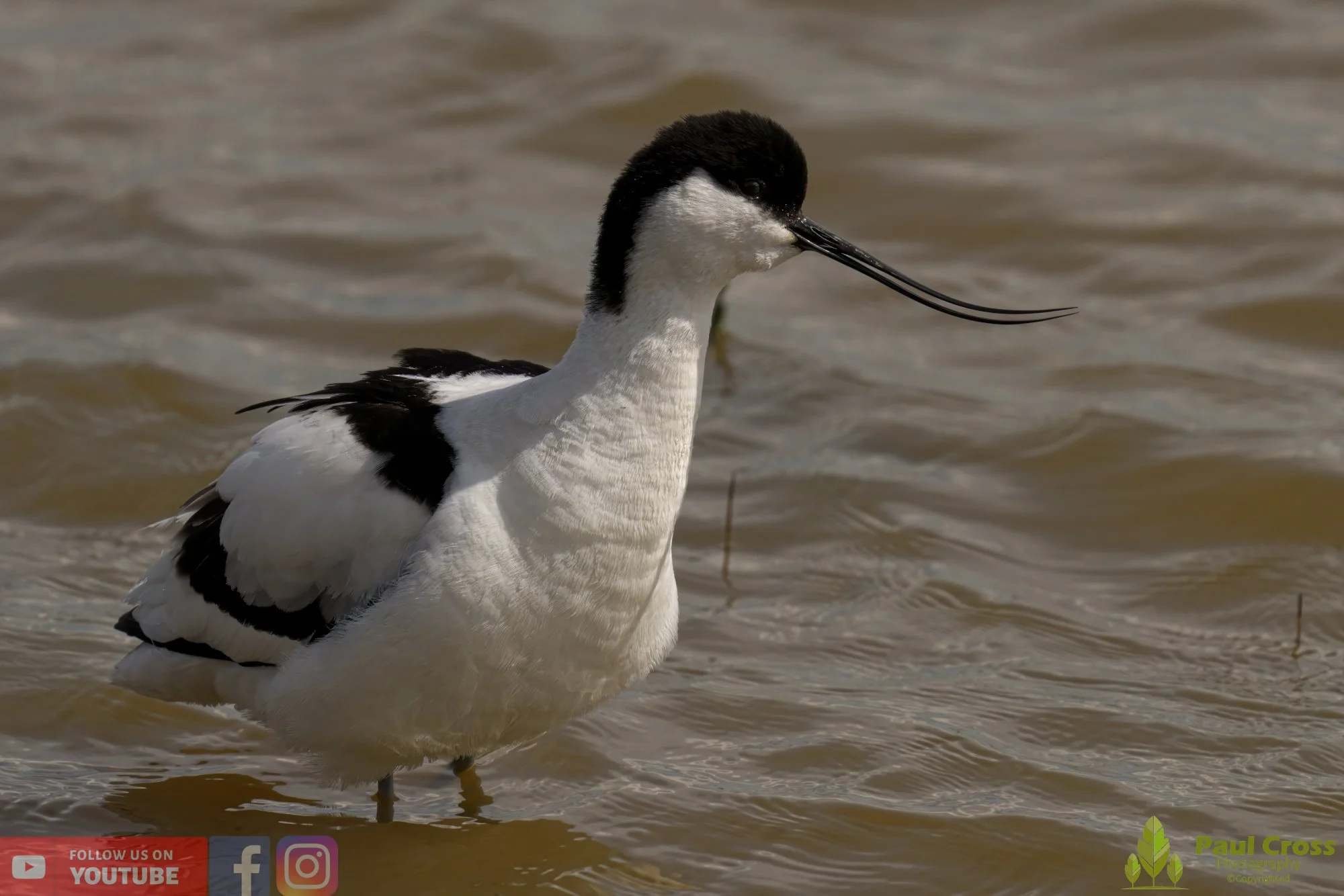 Pied Avocet-00192.jpg