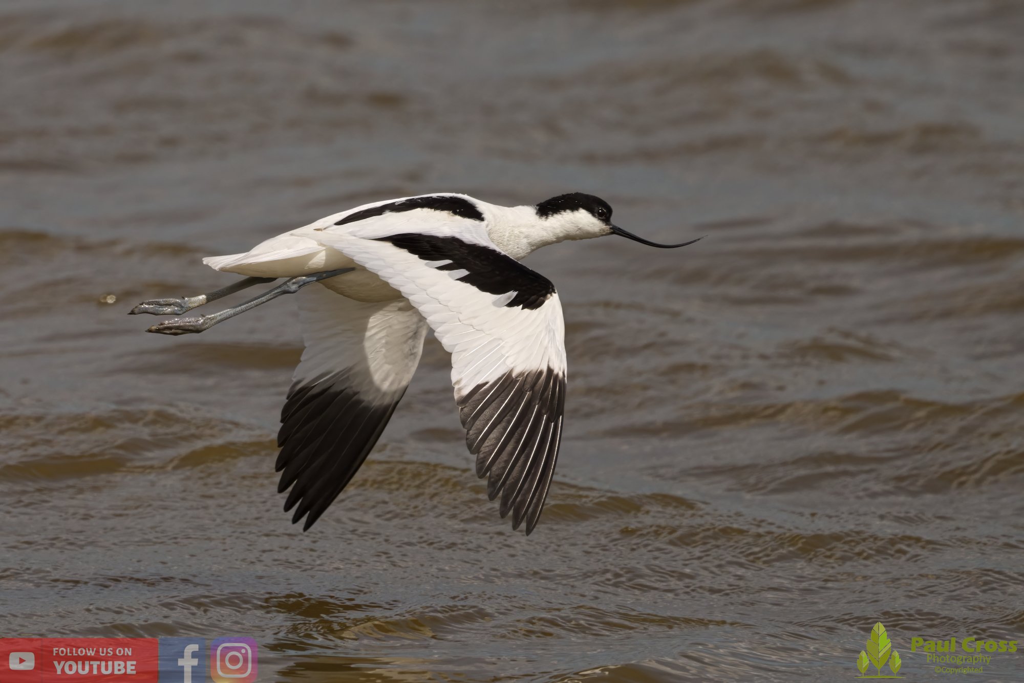 Pied Avocet-00194.jpg