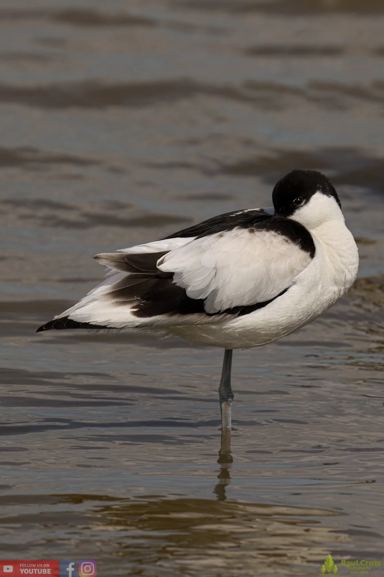 Pied Avocet-00196.jpg