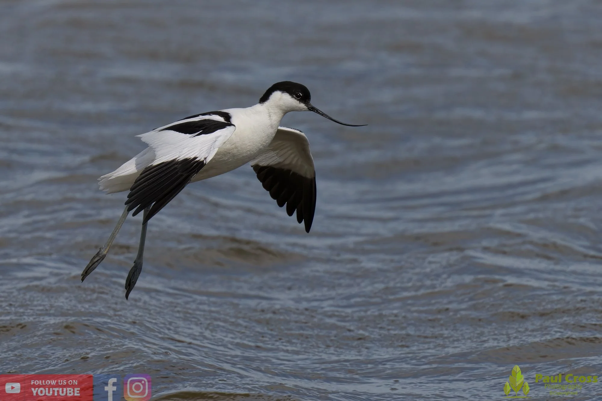 Pied Avocet-00200.jpg