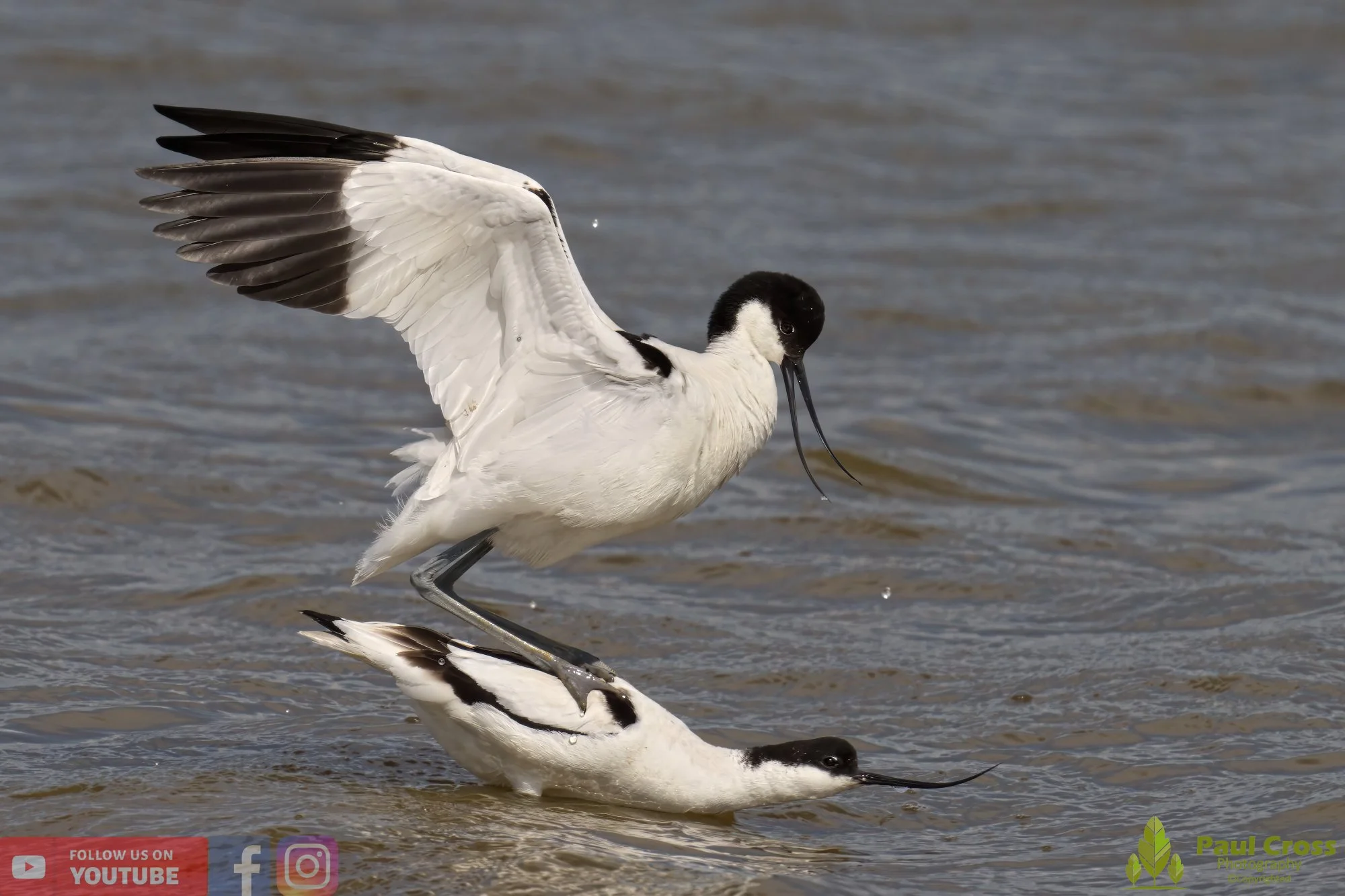 Pied Avocet-00204.jpg