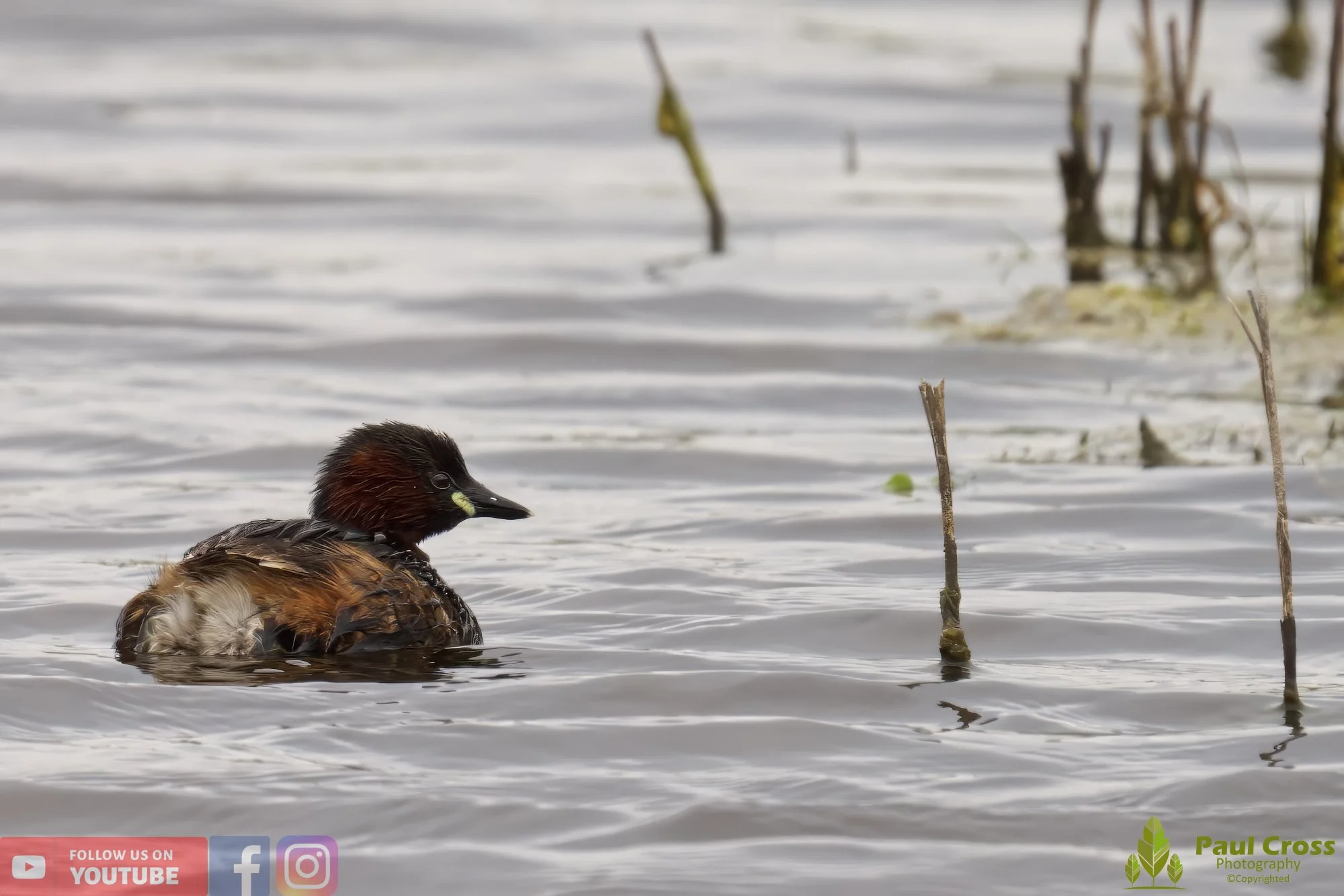 Little Grebe-00153.jpg