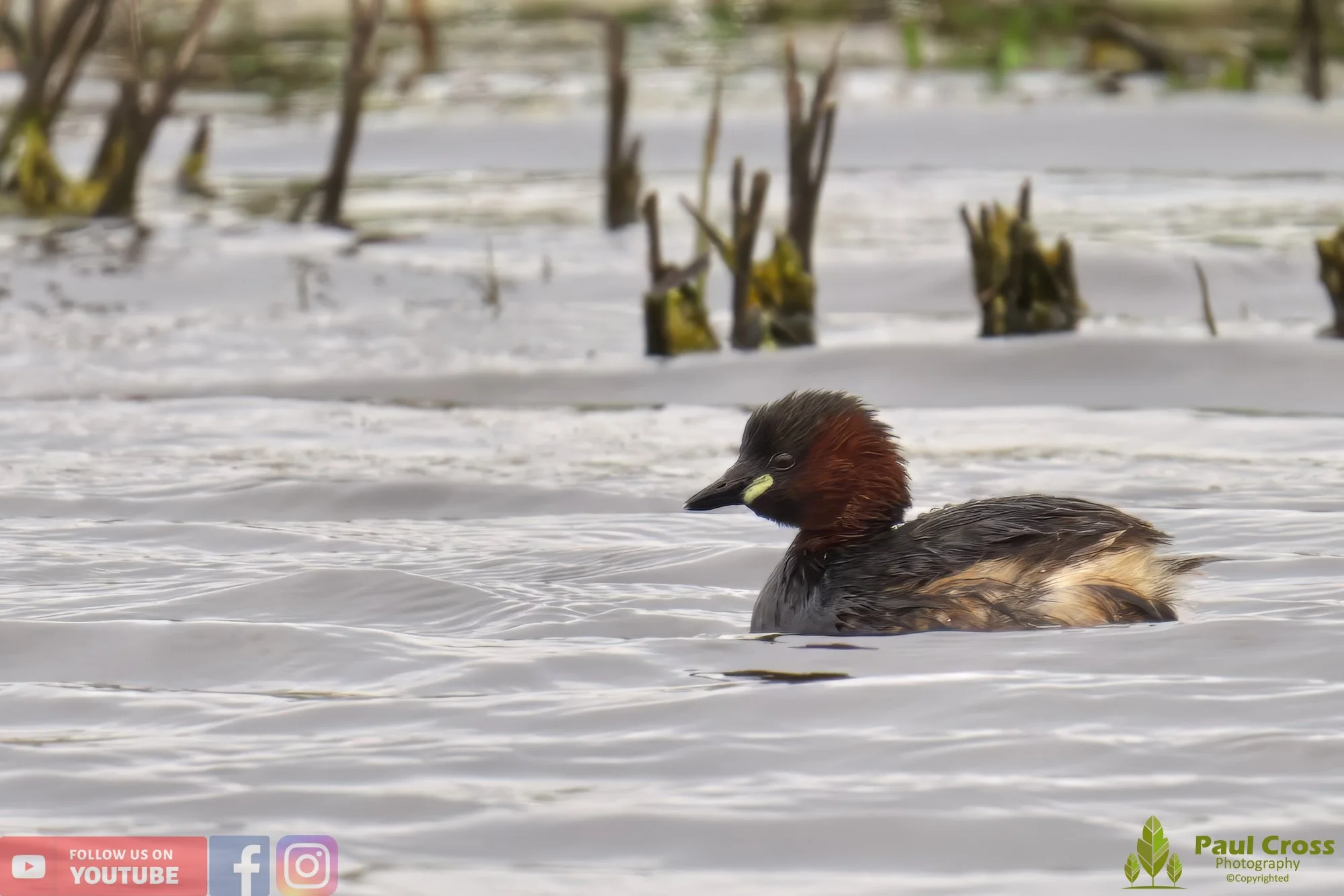 Little Grebe-00154.jpg