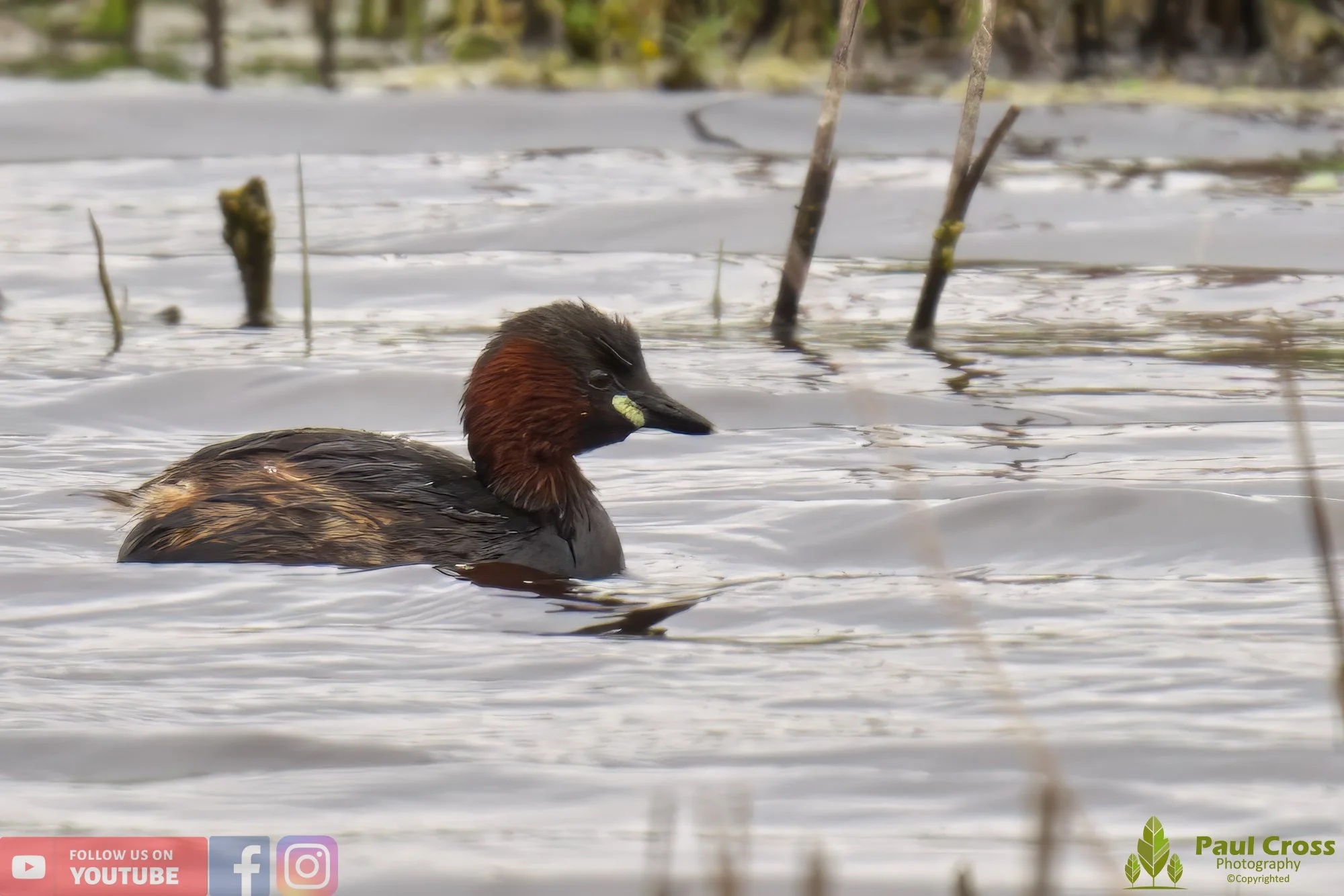 Little Grebe-00155.jpg