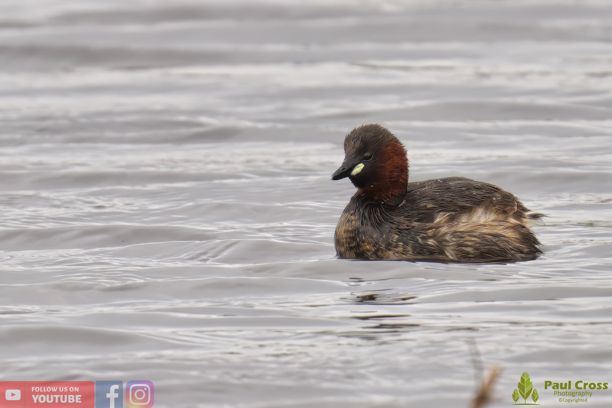 Little Grebe-00156.jpg