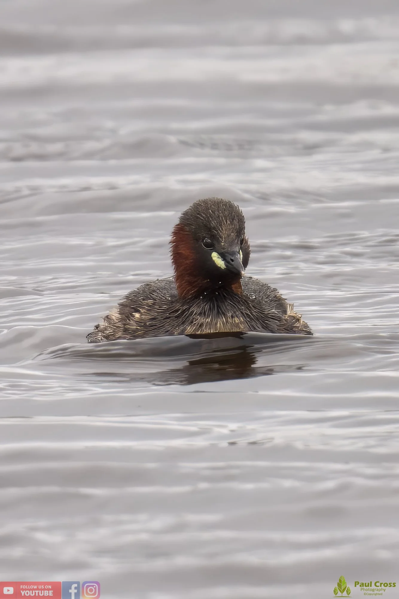 Little Grebe-00157.jpg