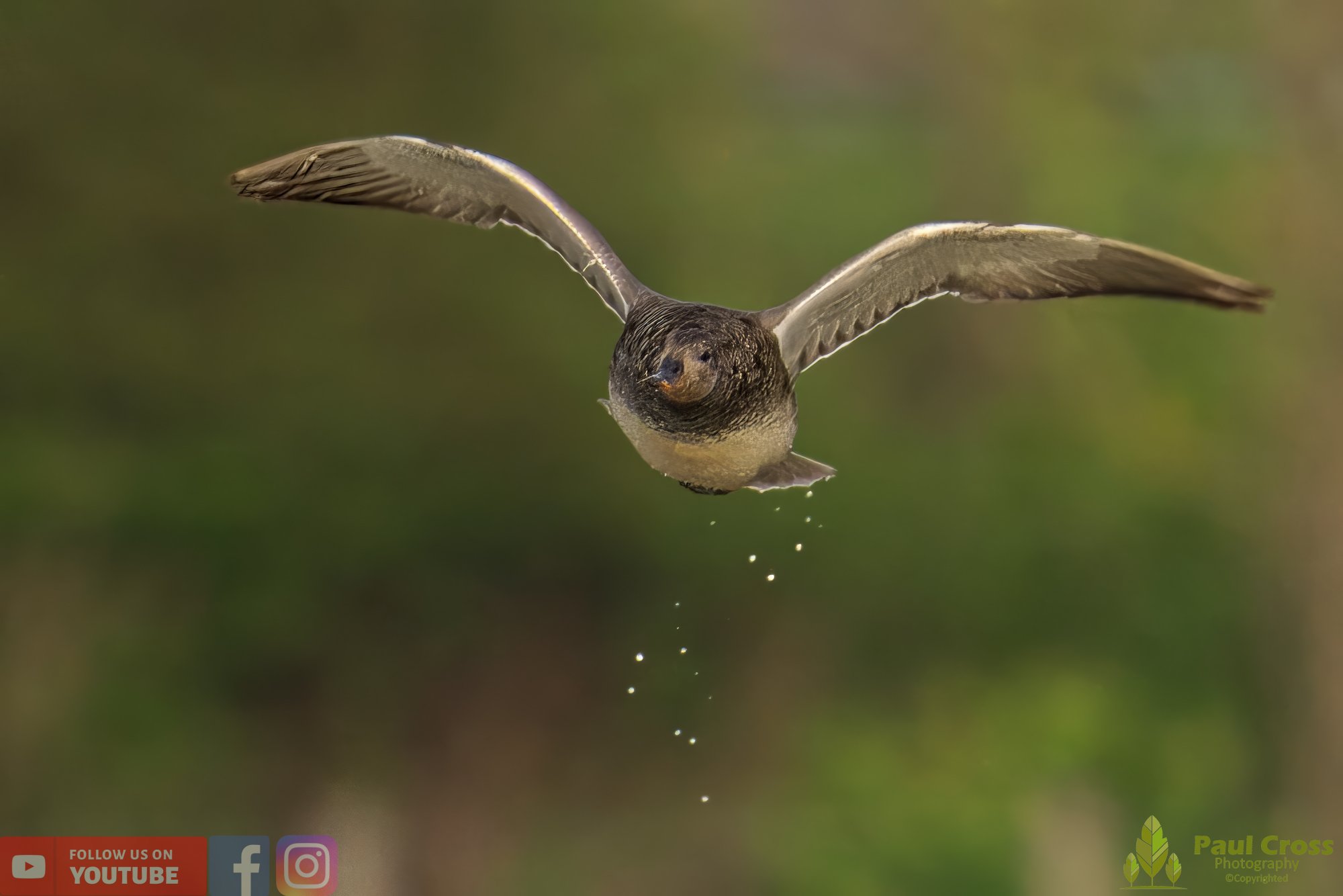 Gadwall-00198.jpg