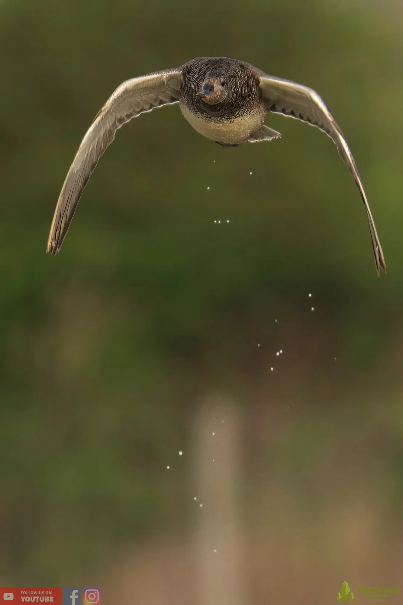 Gadwall-00199.jpg