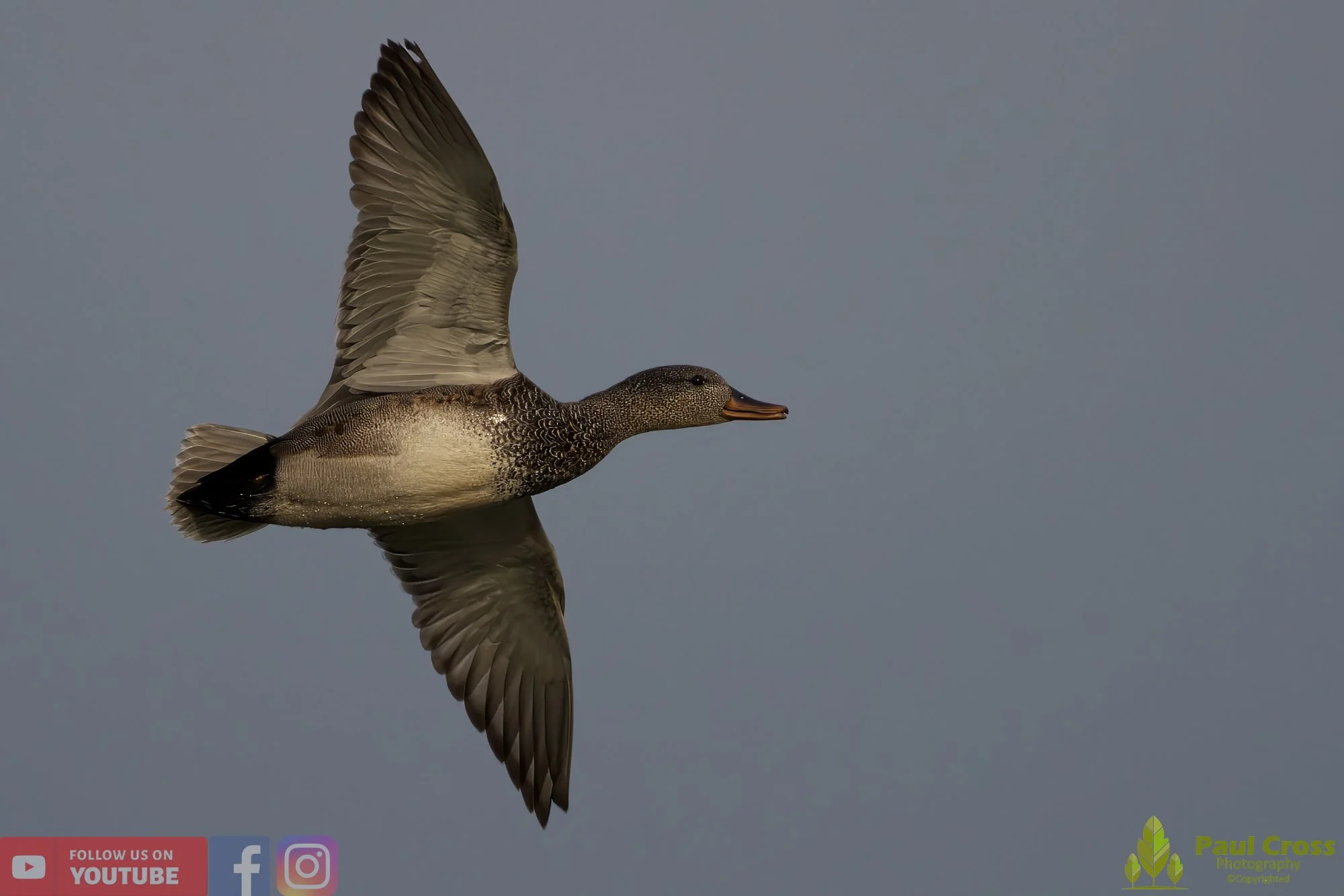 Gadwall-00201.jpg