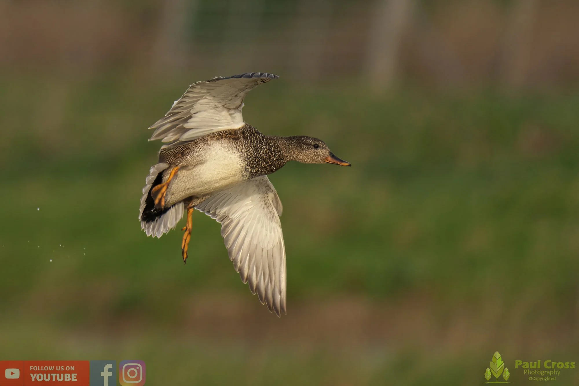 Gadwall-00203.jpg