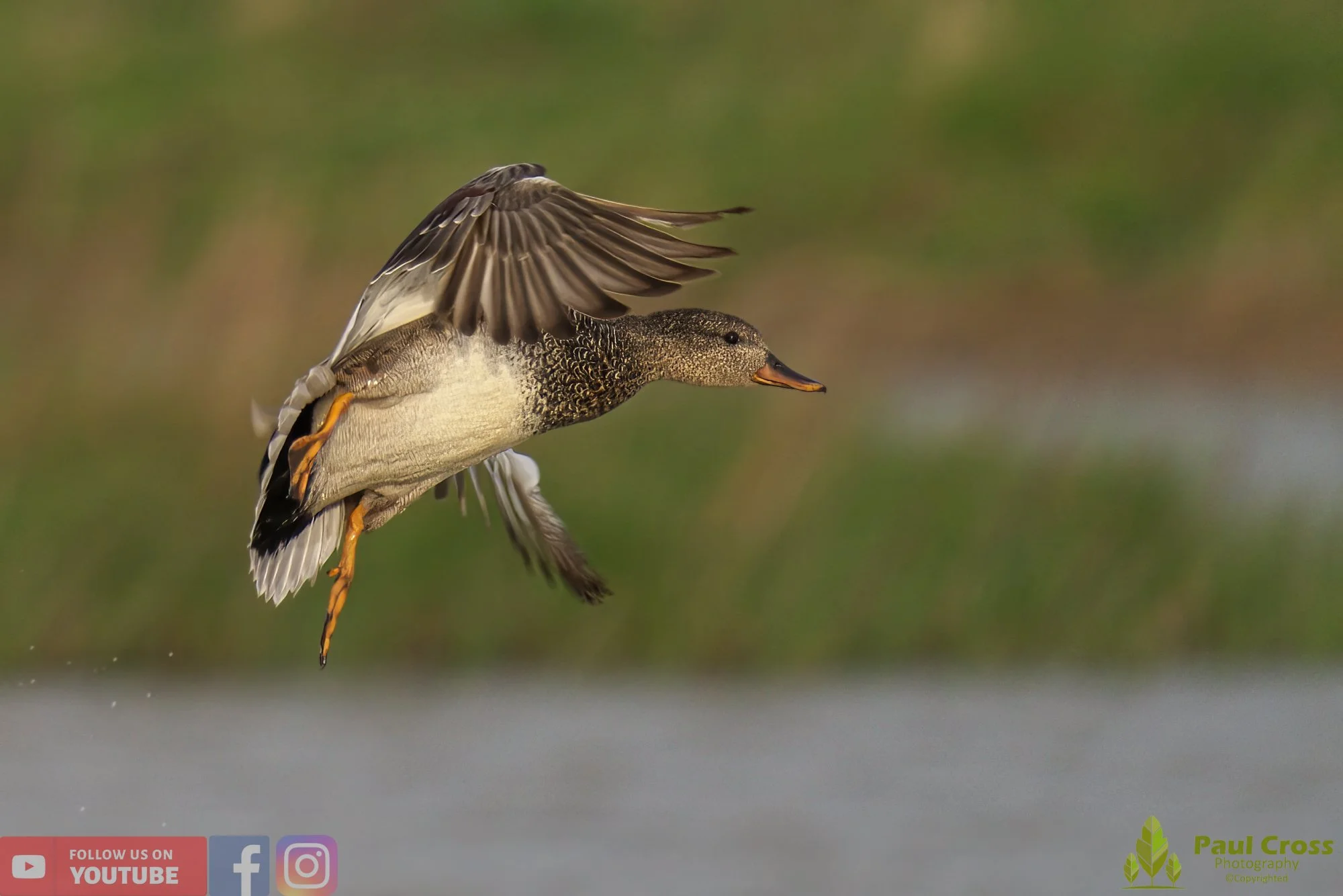 Gadwall-00204.jpg
