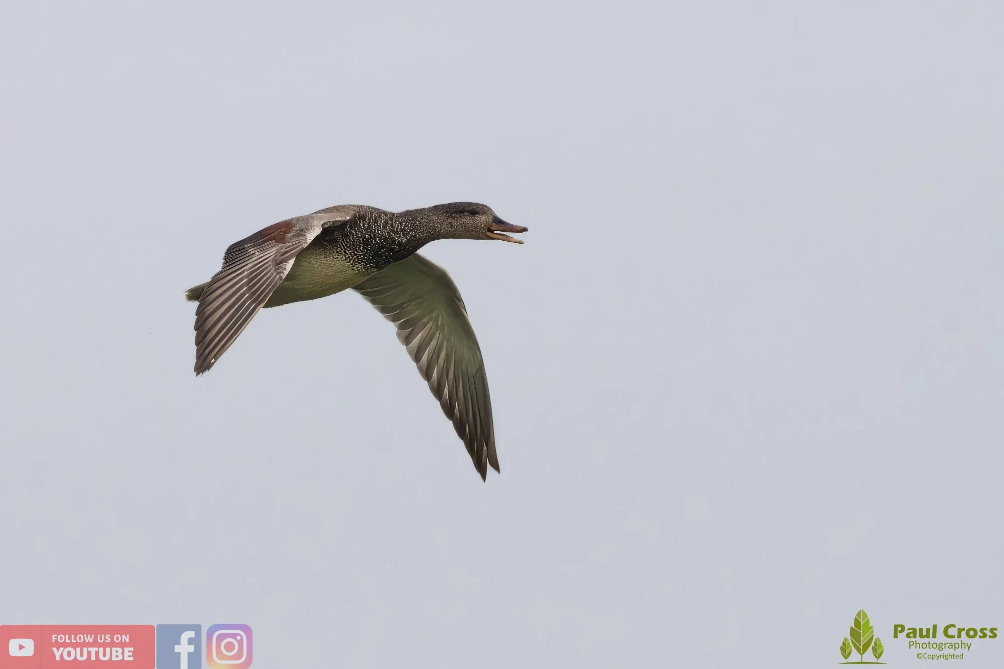 Gadwall-00205.jpg