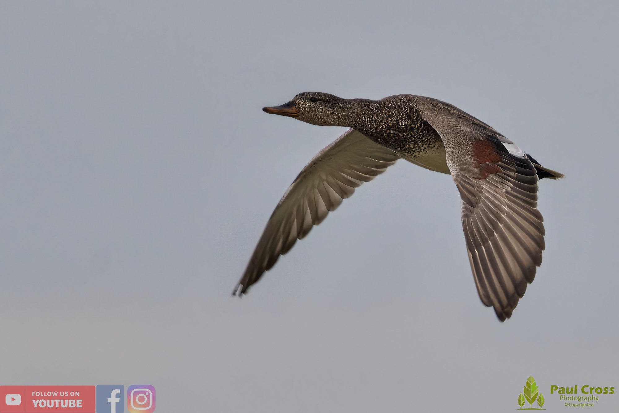 Gadwall-00206.jpg