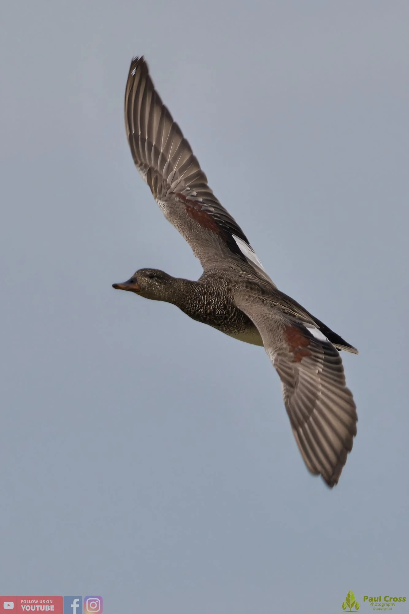 Gadwall-00207.jpg