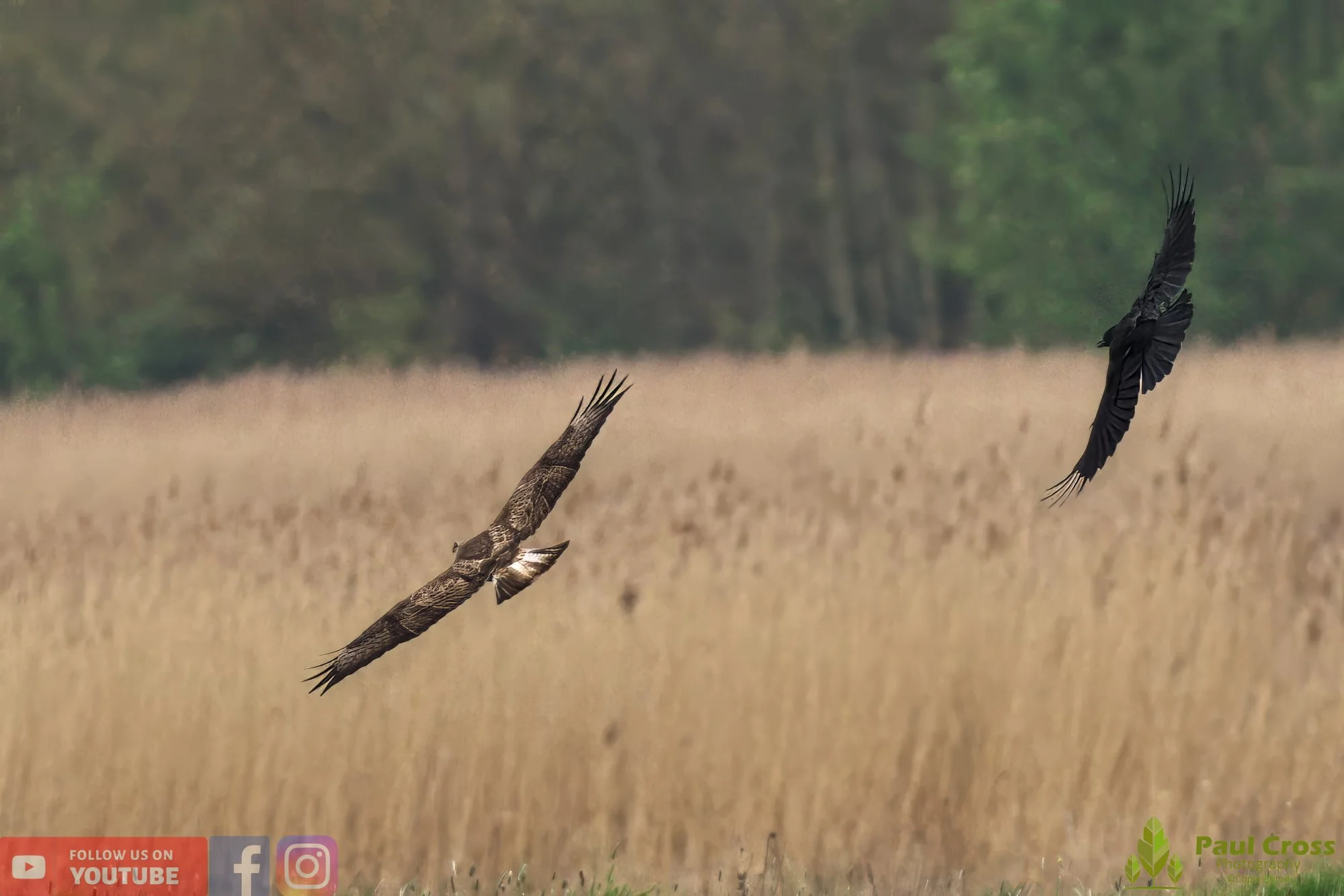 Buzzard-00086.jpg