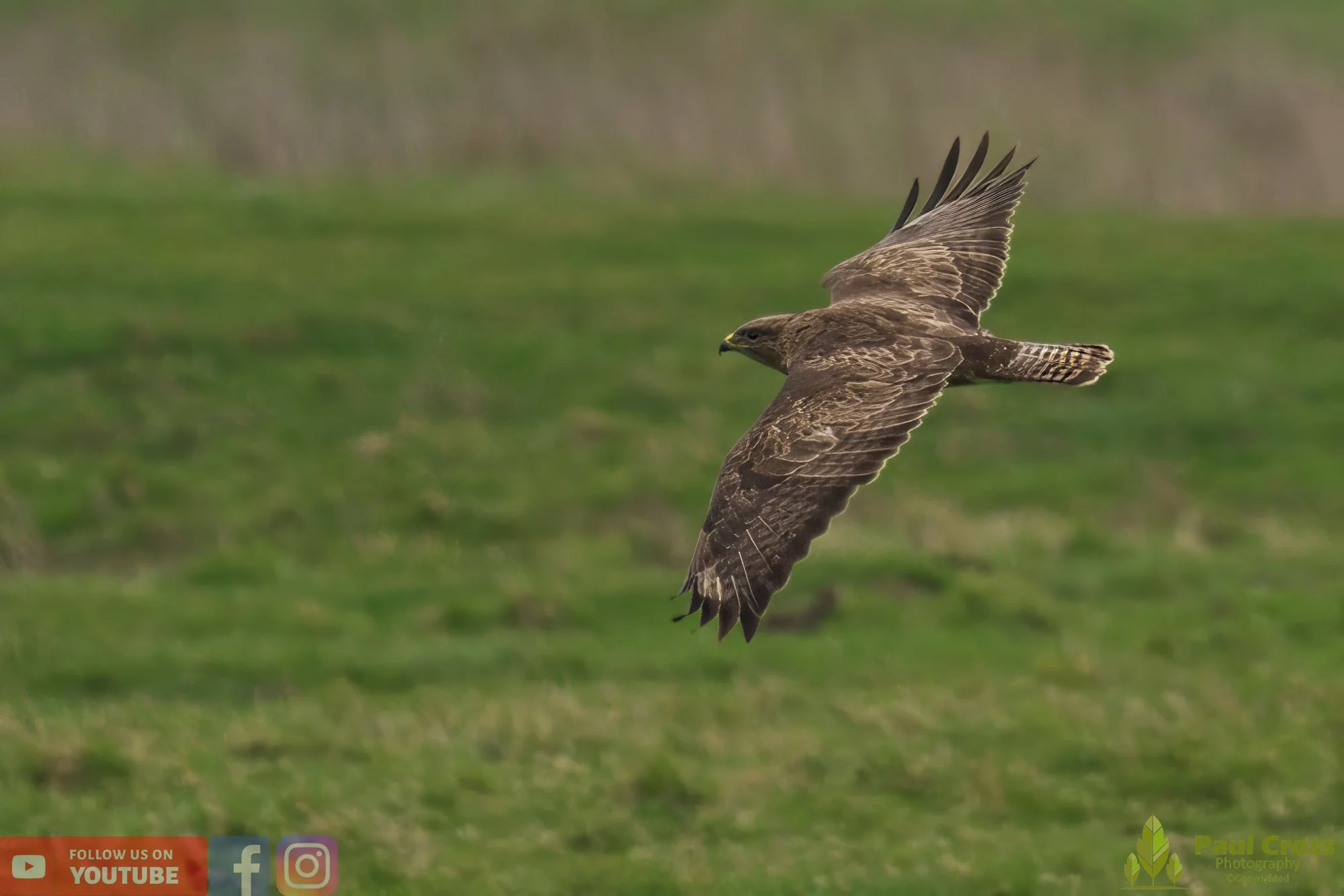 Buzzard-00087.jpg