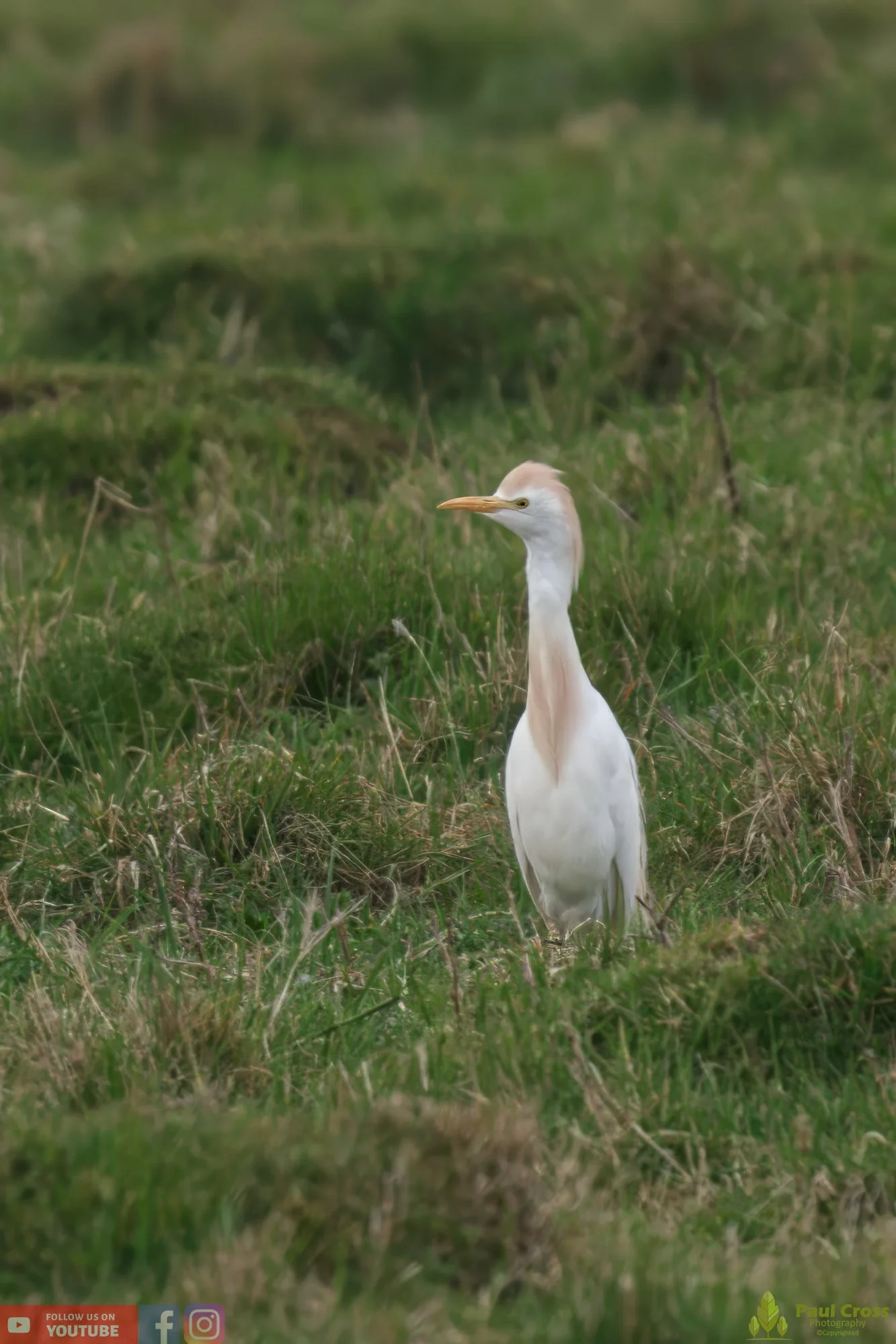 Cattle Egret-00001.jpg