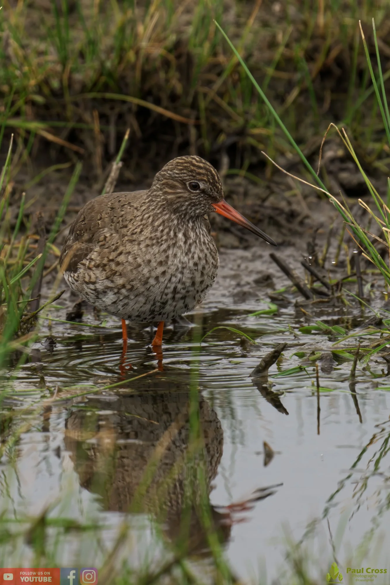 Common Redshank-00368.jpg