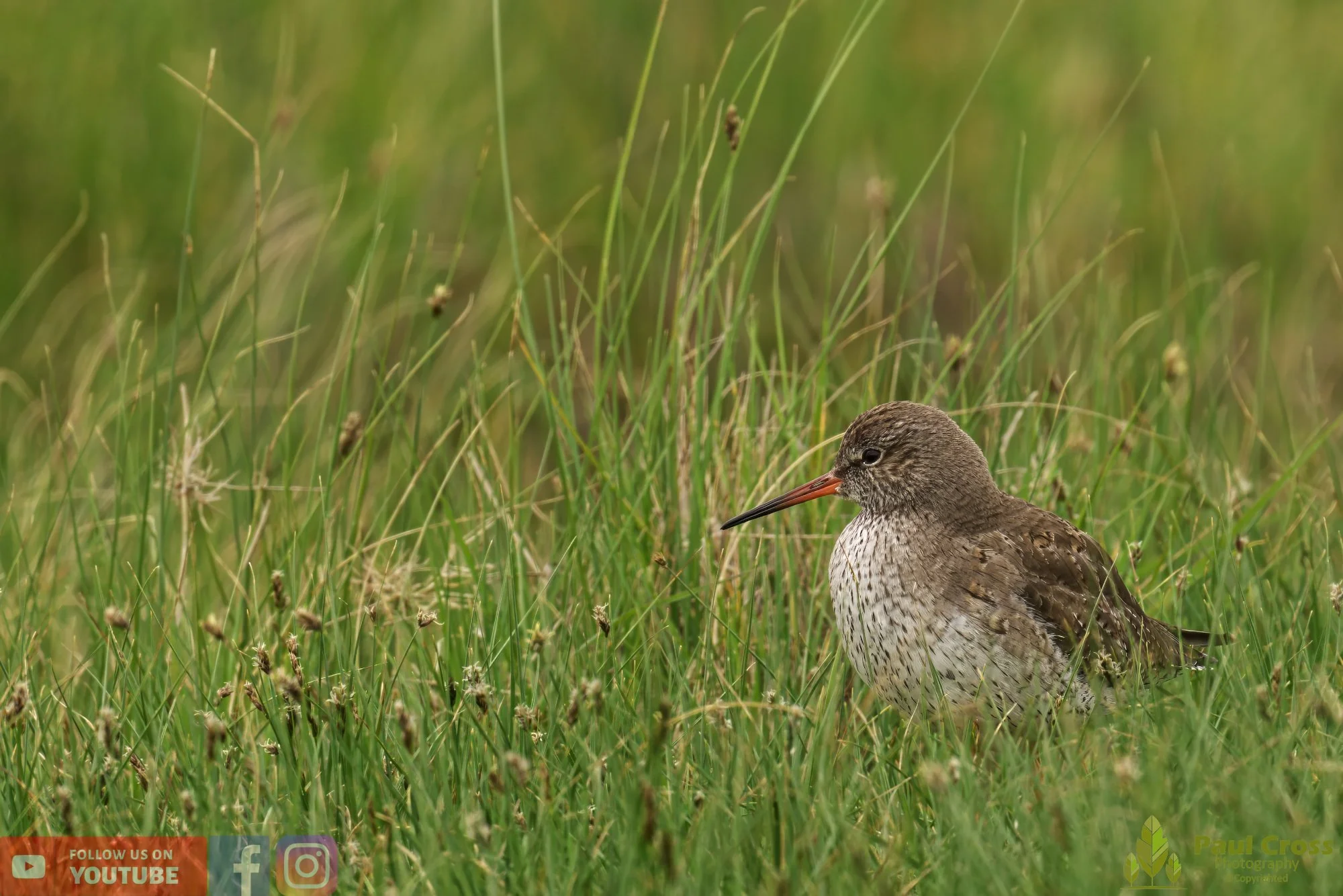 Common Redshank-00370.jpg