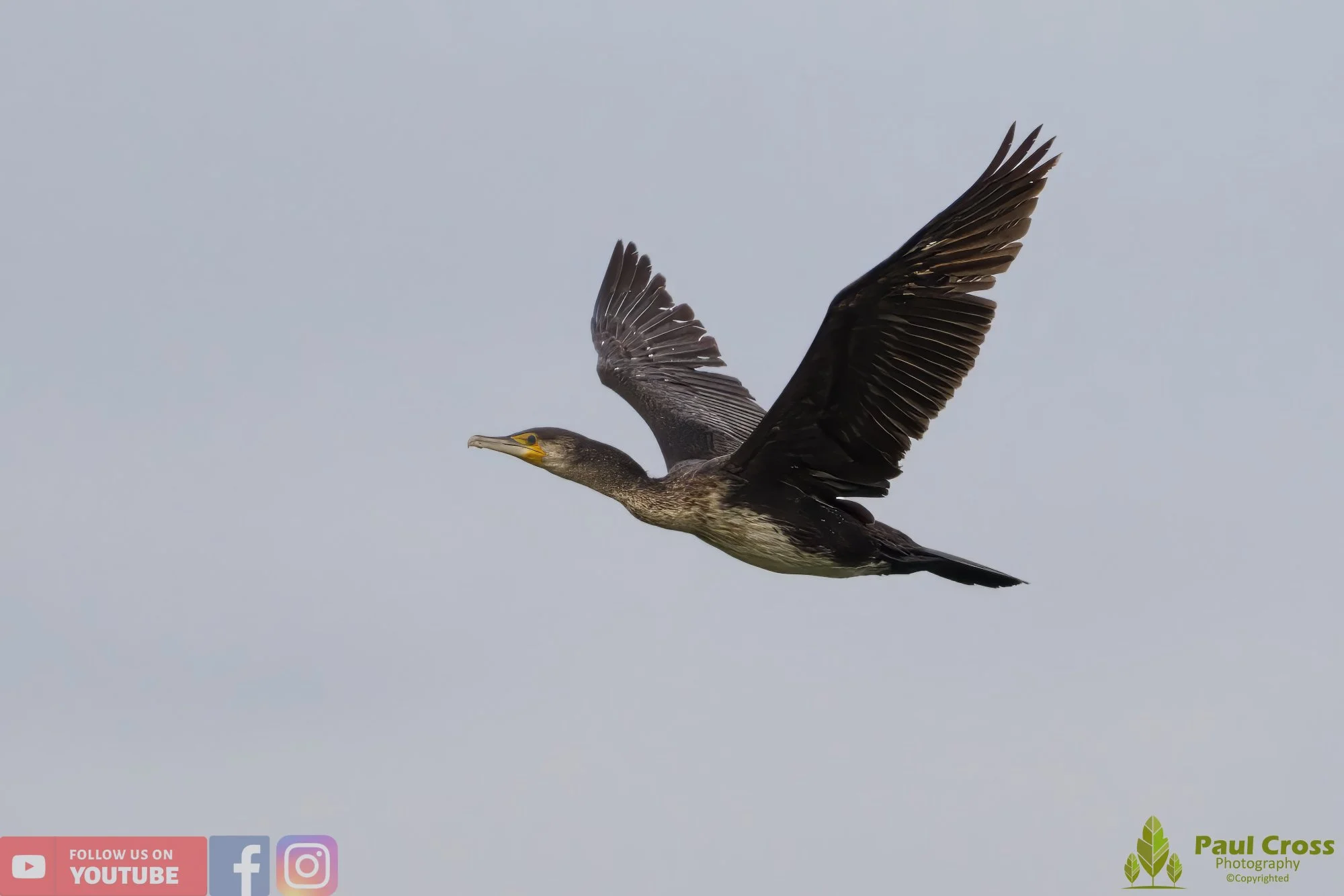 Cormorant-00285.jpg