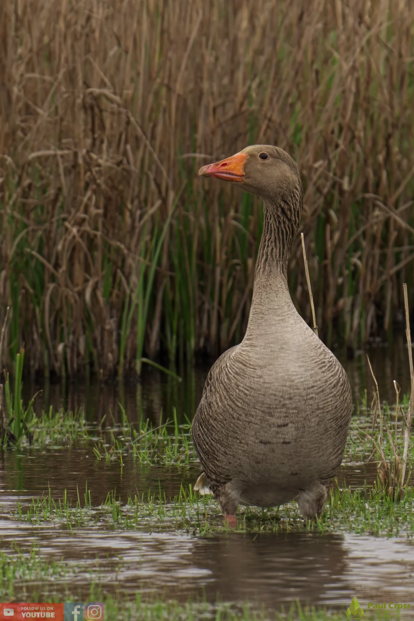 Greylag Goose-00064.jpg