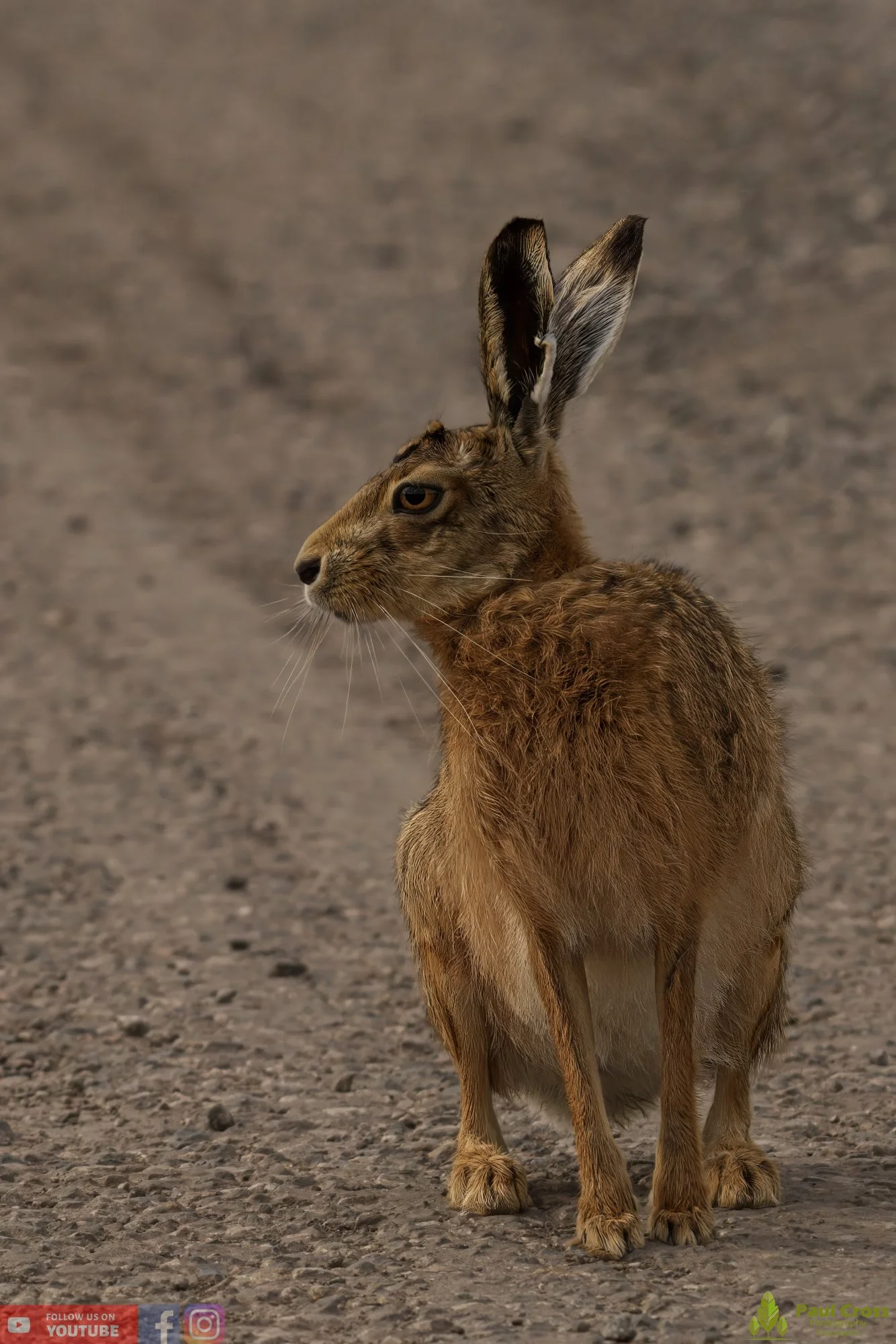 Hare-00006.jpg