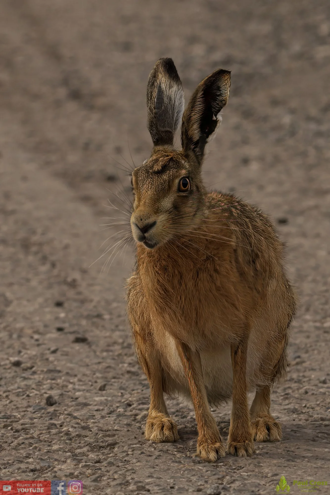 Hare-00007.jpg