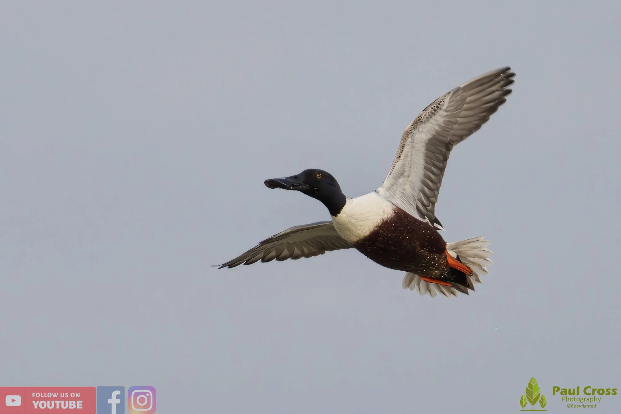 Northern Shoveler-00103.jpg