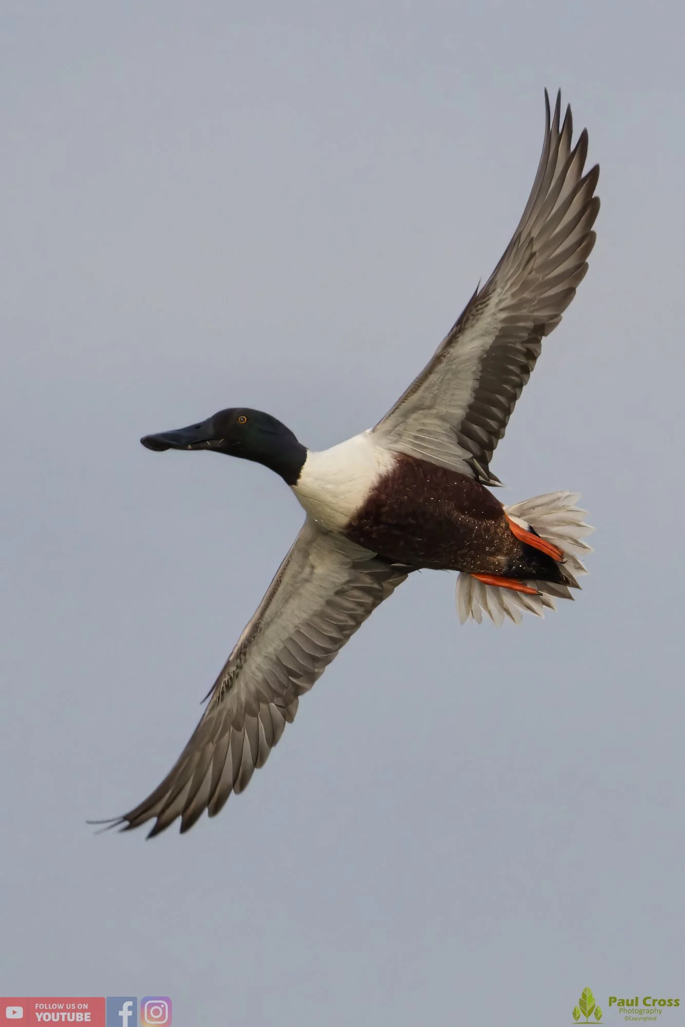 Northern Shoveler-00105.jpg
