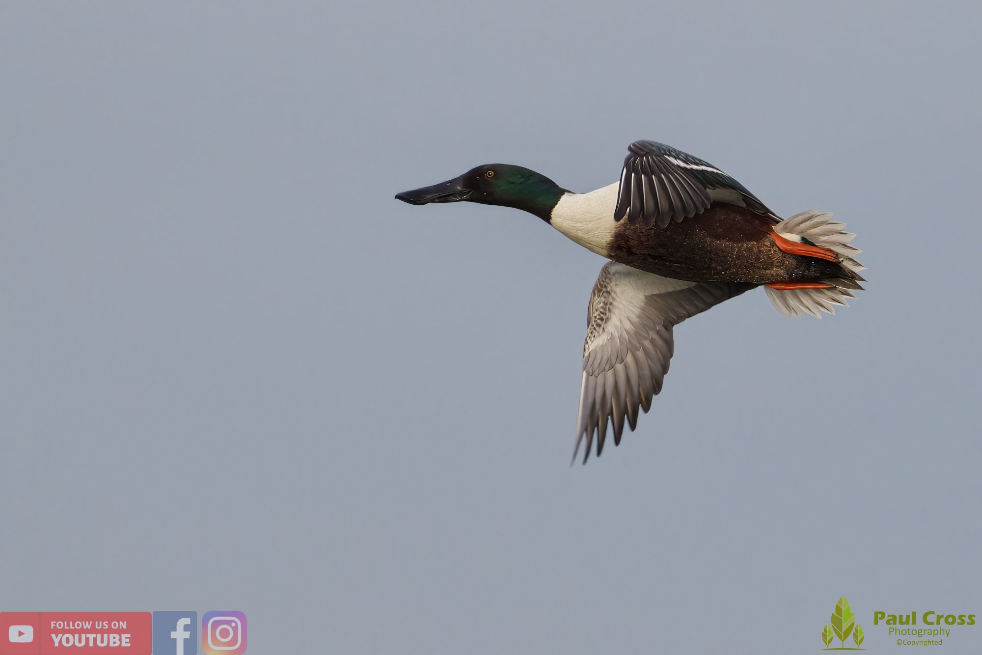 Northern Shoveler-00107.jpg