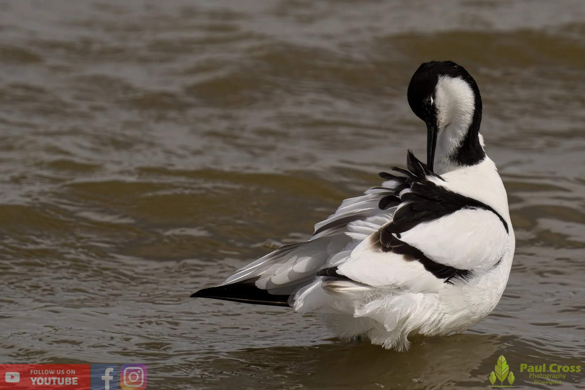 Pied Avocet-00205.jpg