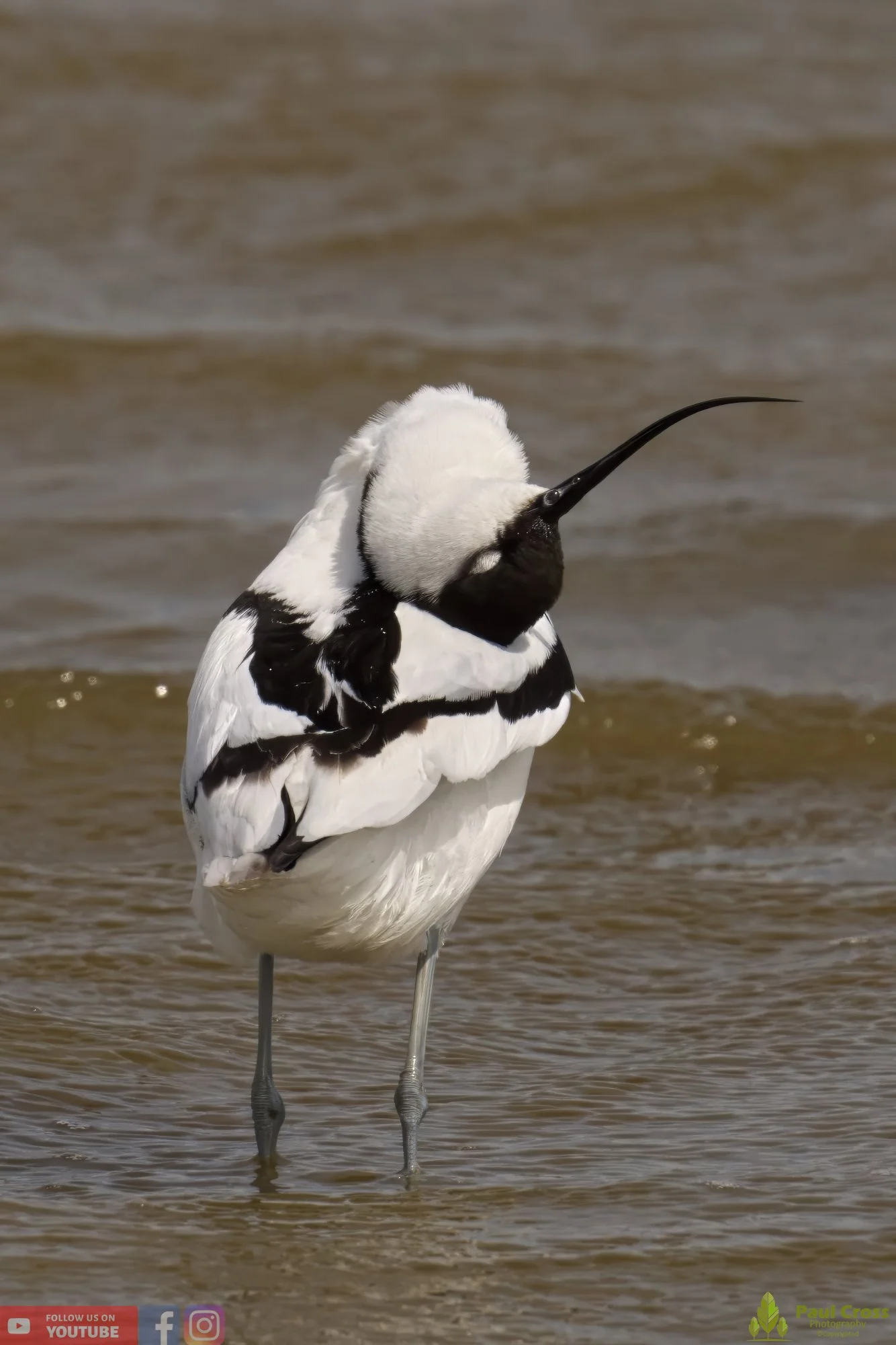 Pied Avocet-00206.jpg