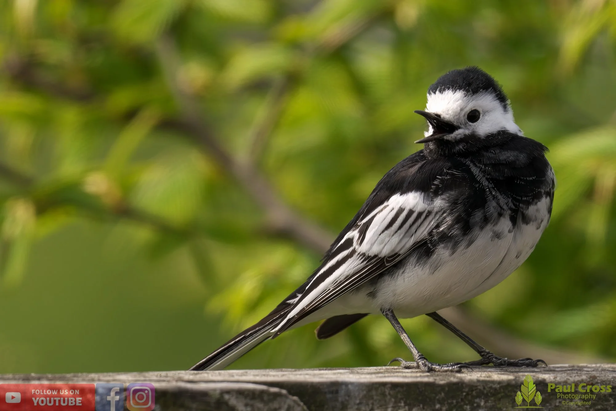 Pied Wagtail-00058.jpg