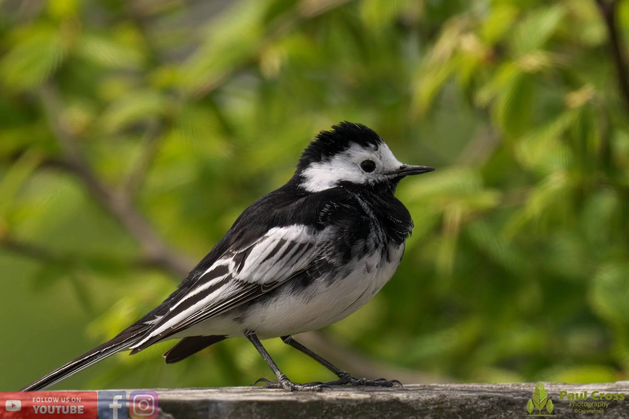 Pied Wagtail-00059.jpg